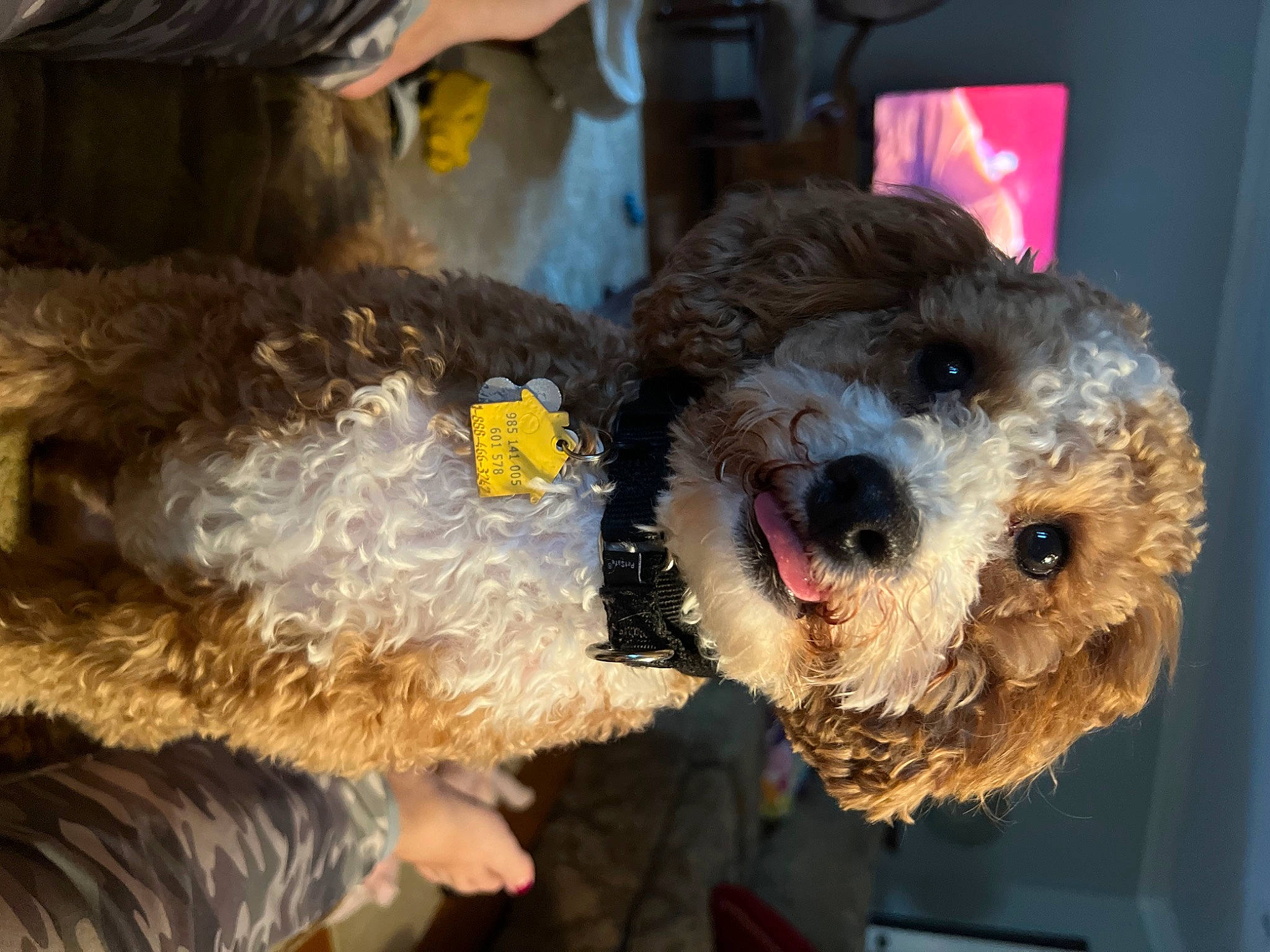 Bob joined the competition — help win amazing prizes! canidae, carnivore, companion_dog, dog, dog_breed, dog_clothes, dog_supply, fur, labradoodle, non_sporting_group, plush, small_terrier, snout, sporting_group, stuffed_toy, teddy_bear, terrier, toy, toy_dog, working_animal
