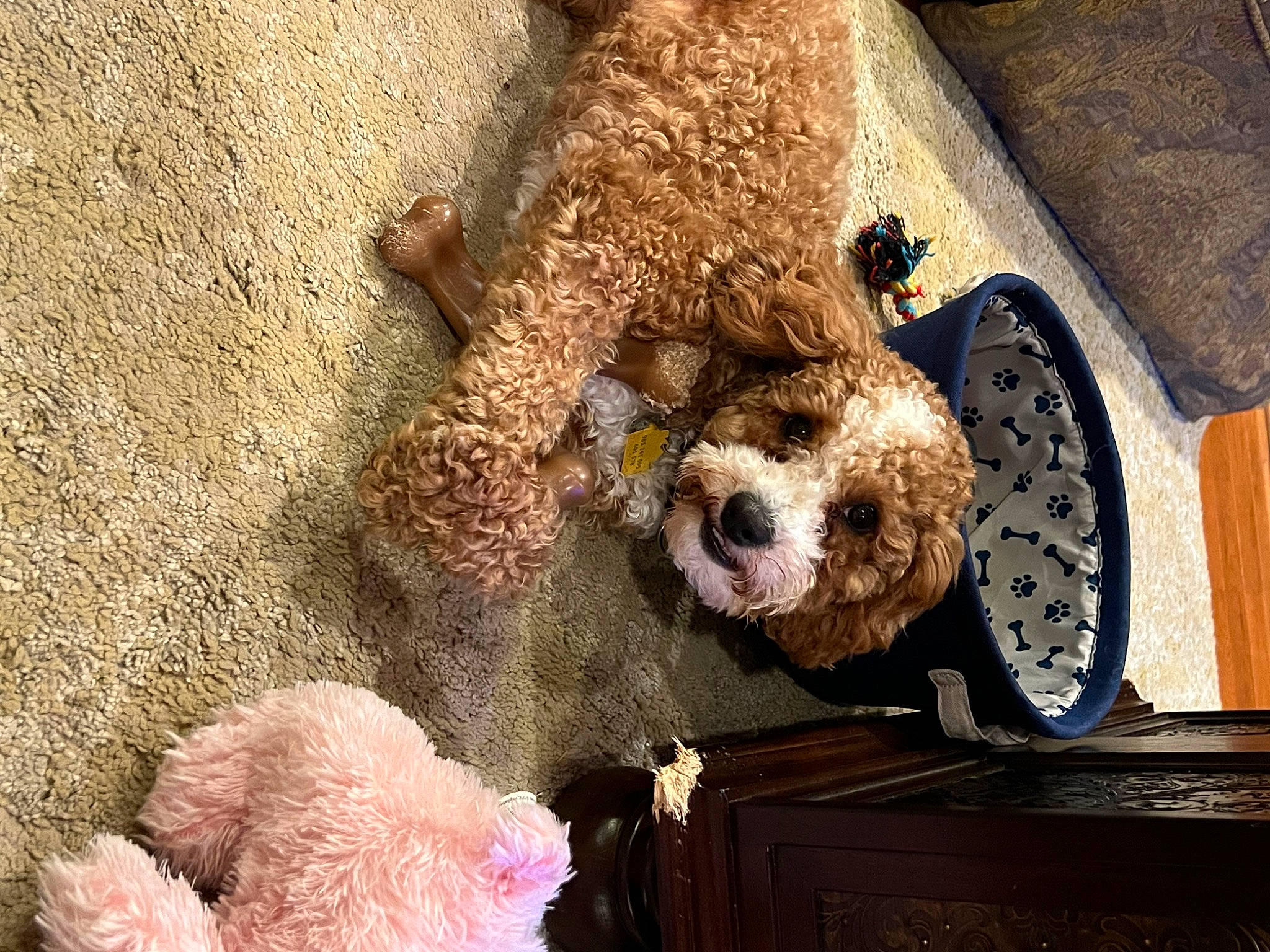 Bob joined the competition — help win amazing prizes! canidae, carnivore, companion_dog, dog, dog_breed, fawn, fur, mammal, non_sporting_group, poodle, snout, sporting_group, stuffed_toy, teddy_bear, terrier, toy, toy_dog, vertebrate, water_dog, wood
