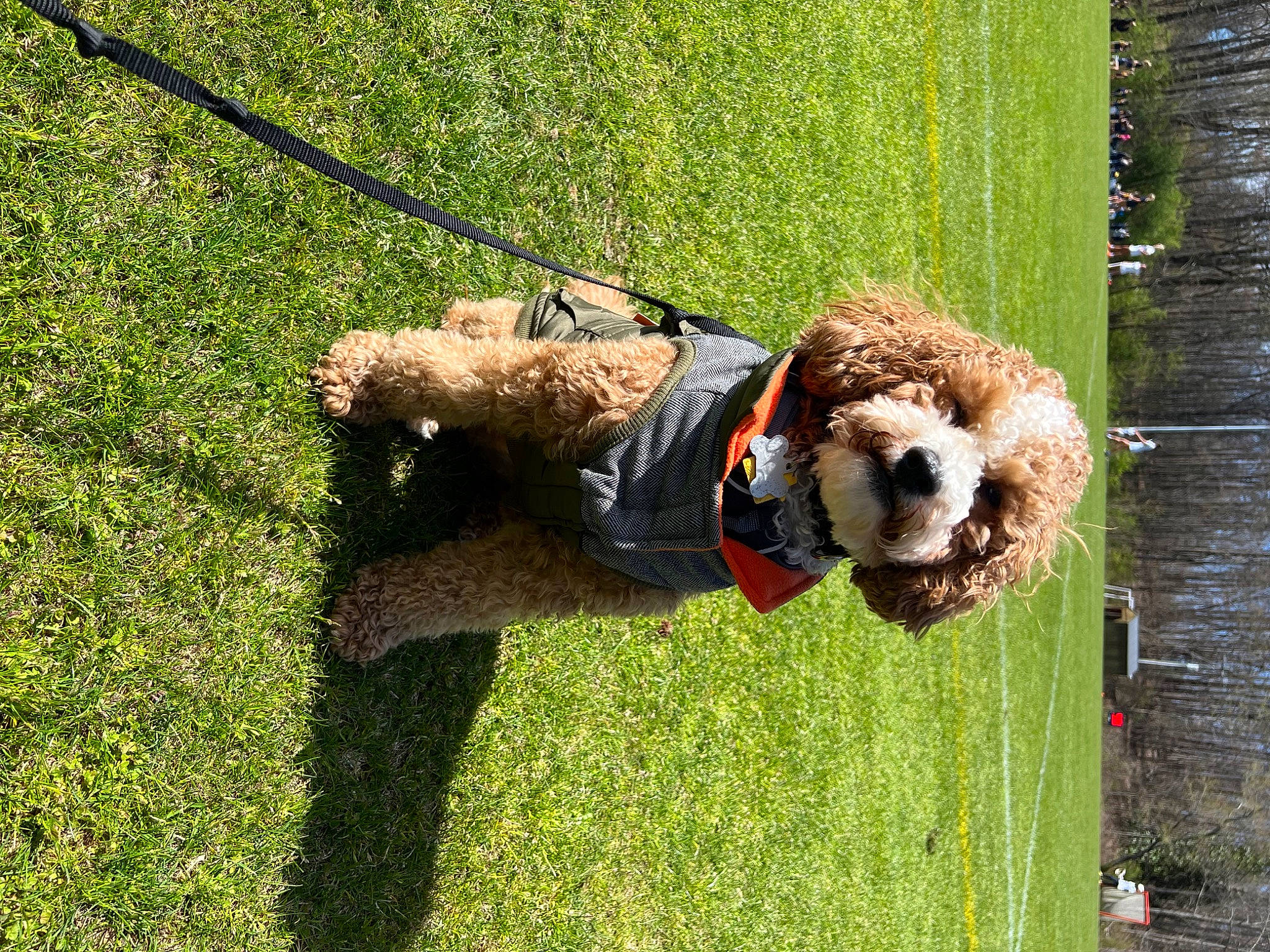 Bob joined the competition — help win amazing prizes! canidae, carnivore, companion_dog, dog, dog_breed, fun, grass, leash, pet_supply, plant, recreation, sporting_group, tail, tree, water