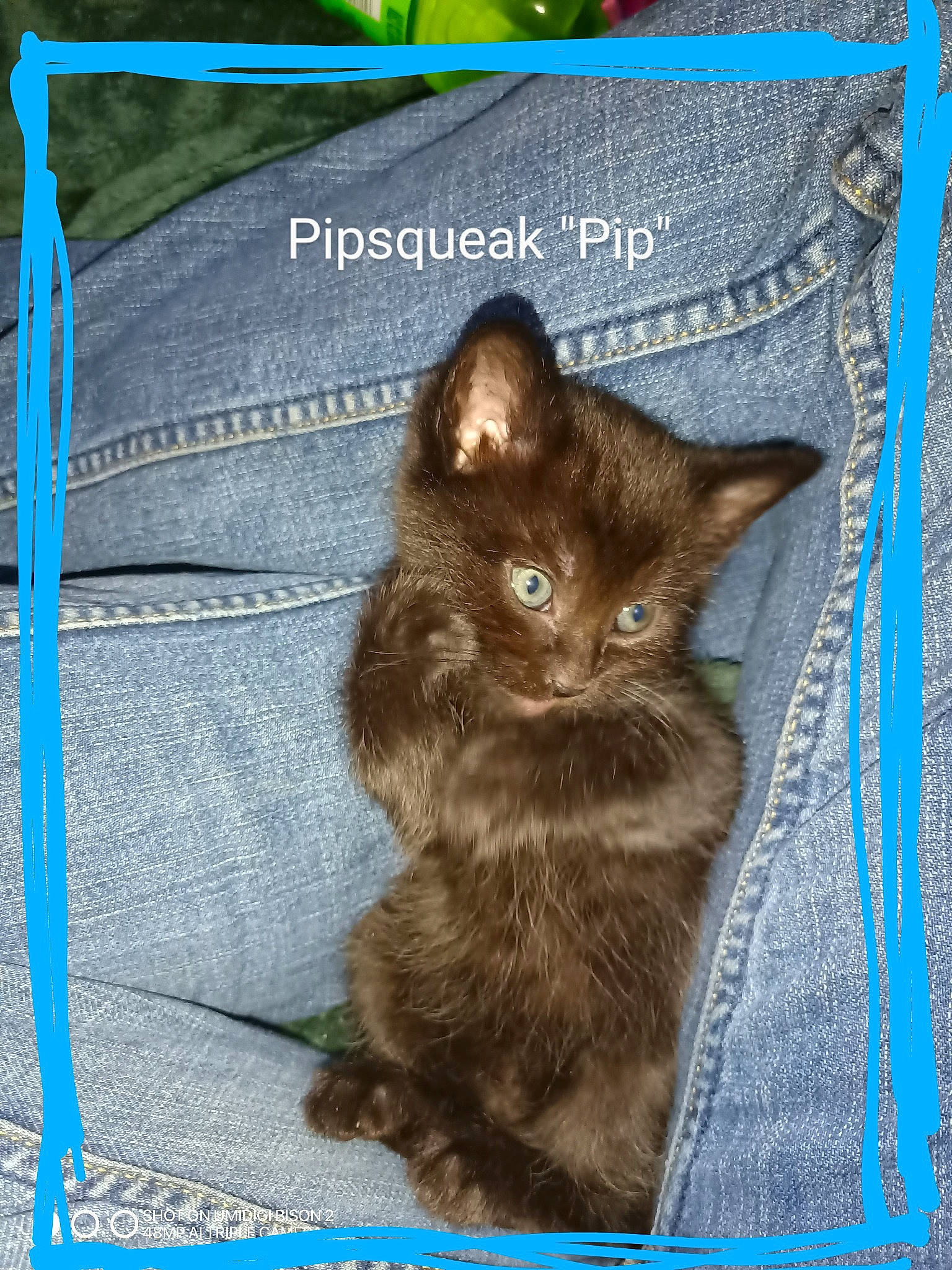 Pipsqueak