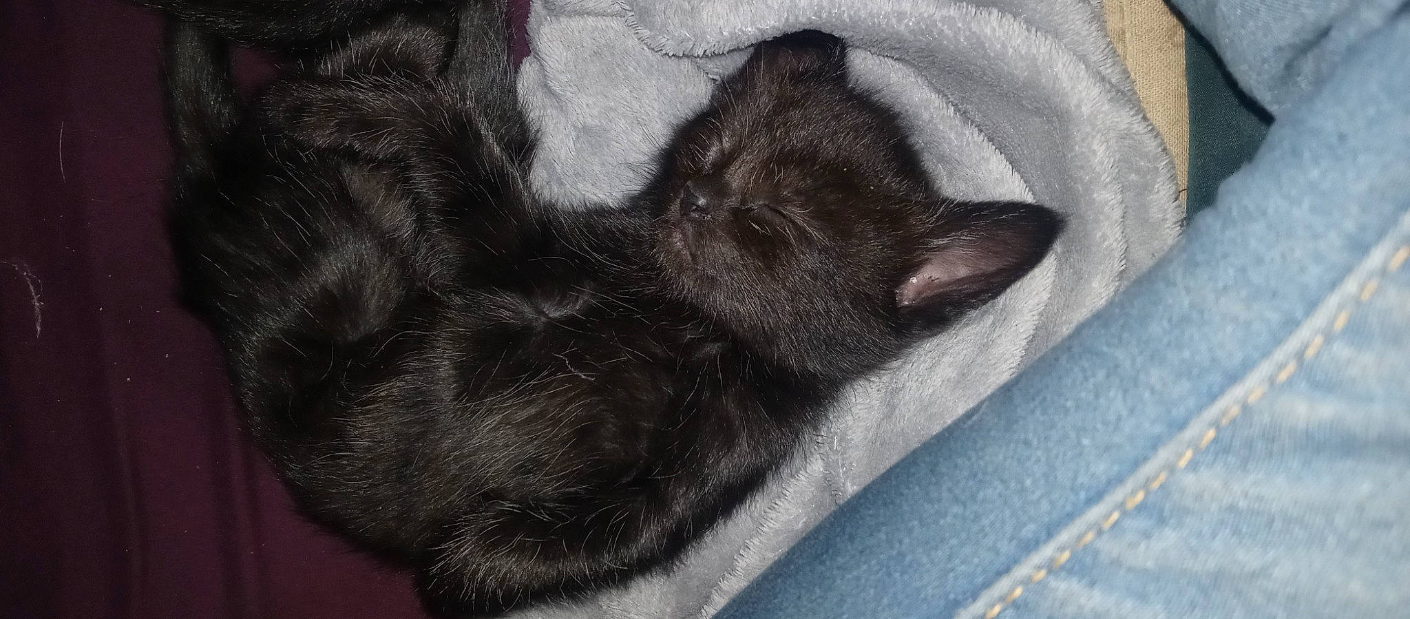 Pipsqueak joined the competition — help win amazing prizes! black_cat, canidae, carnivore, cat, claw, comfort, dog_breed, domestic_short_haired_cat, felidae, foot, fur, grey, linens, nap, paw, small_to_medium_sized_cats, tail, terrestrial_animal, whiskers