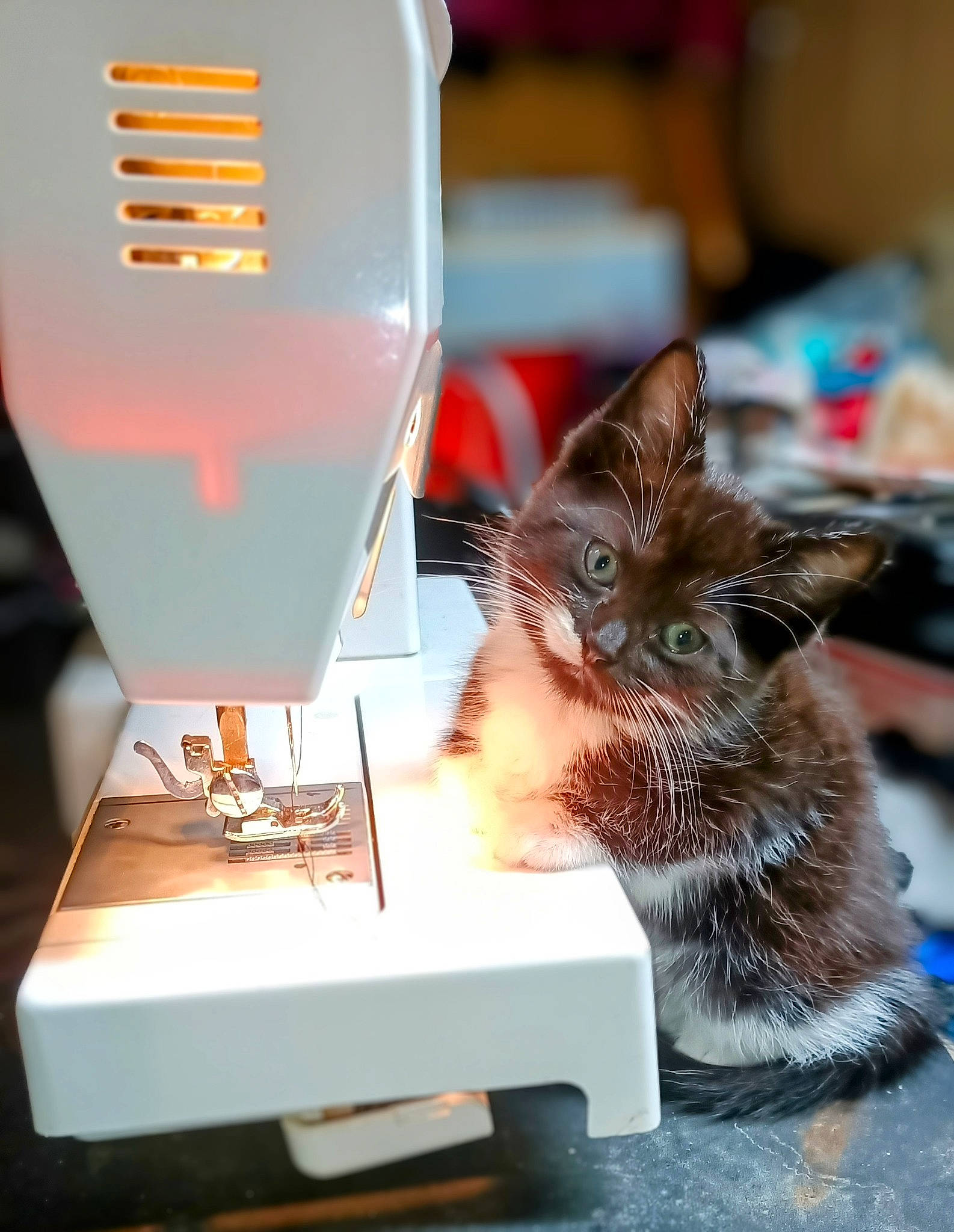 Alora is registered to the contest to win money with this photo: art, carnivore, cat, domestic_short_haired_cat, felidae, fur, home_appliance, household_appliance_accessory, lamp, machine, office_equipment, office_supplies, paper, paper_product, paw, small_appliance, small_to_medium_sized_cats, whiskers