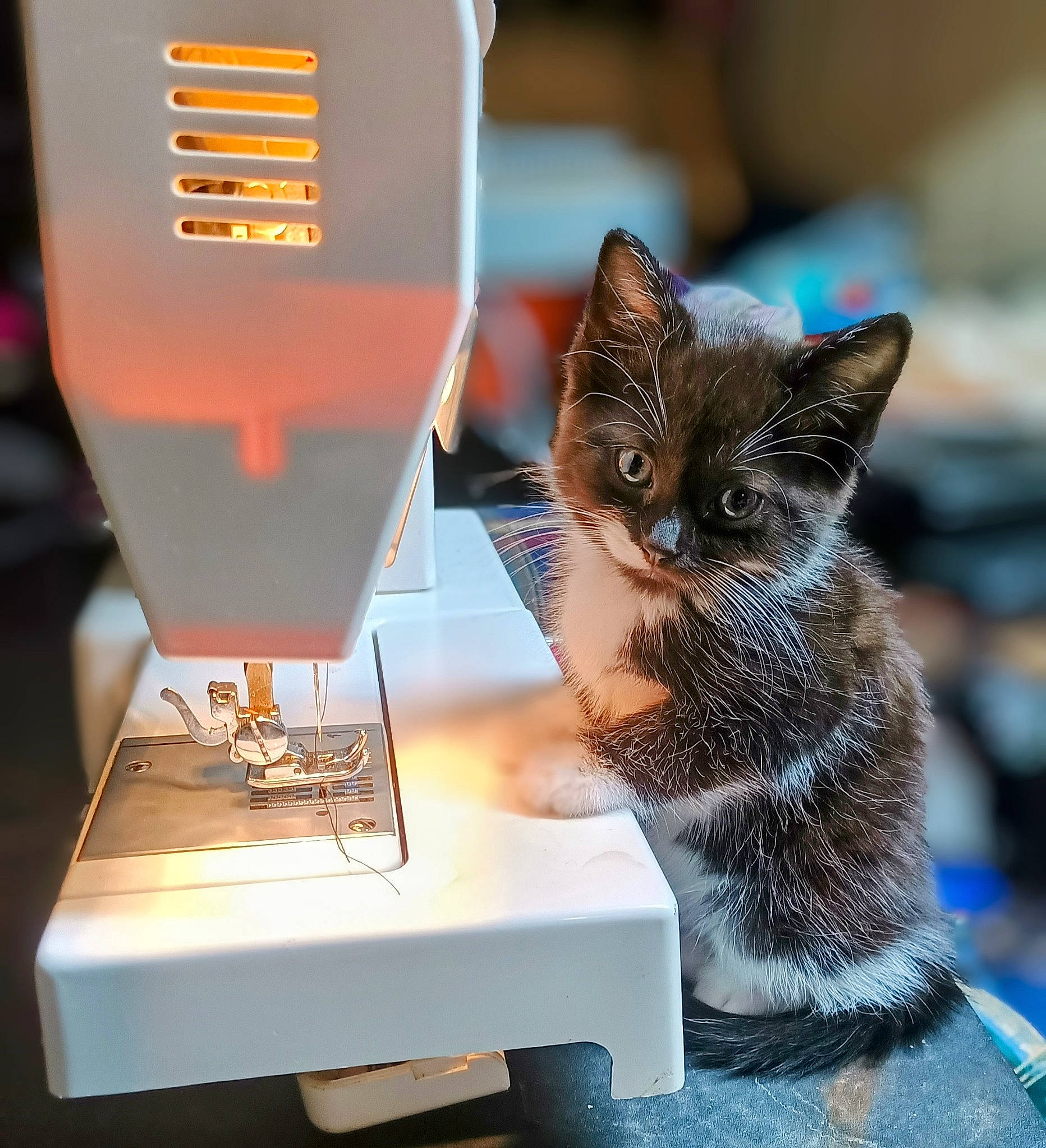 Alora is registered to the contest to win money with this photo: automotive_lighting, carnivore, cat, claw, domestic_short_haired_cat, felidae, fur, gas, heat, home_appliance, machine, paw, sitting, small_to_medium_sized_cats, table, tail, whiskers