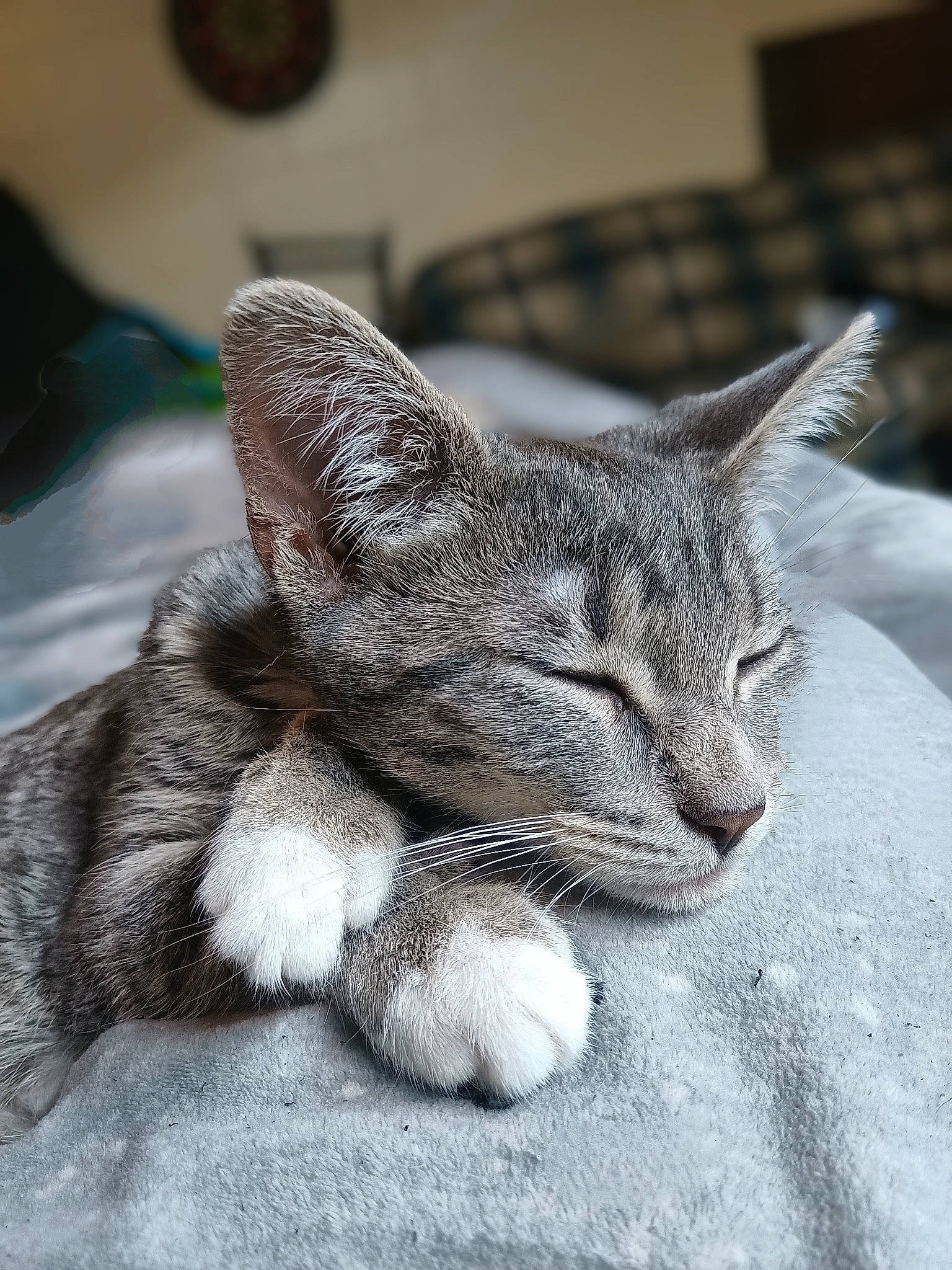 Missy joined the competition — help win amazing prizes! canidae, carnivore, cat, claw, comfort, domestic_short_haired_cat, felidae, fur, grey, nap, paw, sitting, sleep, small_to_medium_sized_cats, snout, tail, terrestrial_animal, whiskers, wildlife