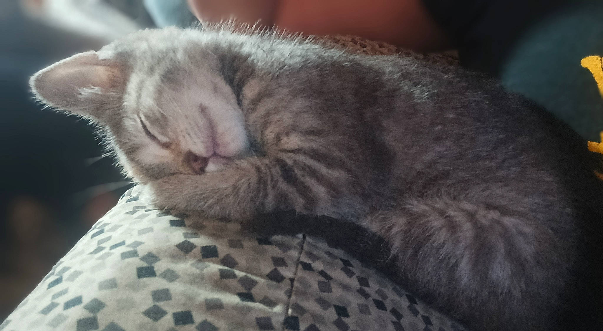 Missy is registered to the contest to win money with this photo: carnivore, cat, cat_bed, cat_supply, claw, comfort, domestic_short_haired_cat, felidae, fur, grey, nap, pattern, paw, sleep, small_to_medium_sized_cats, snout, tail, whiskers