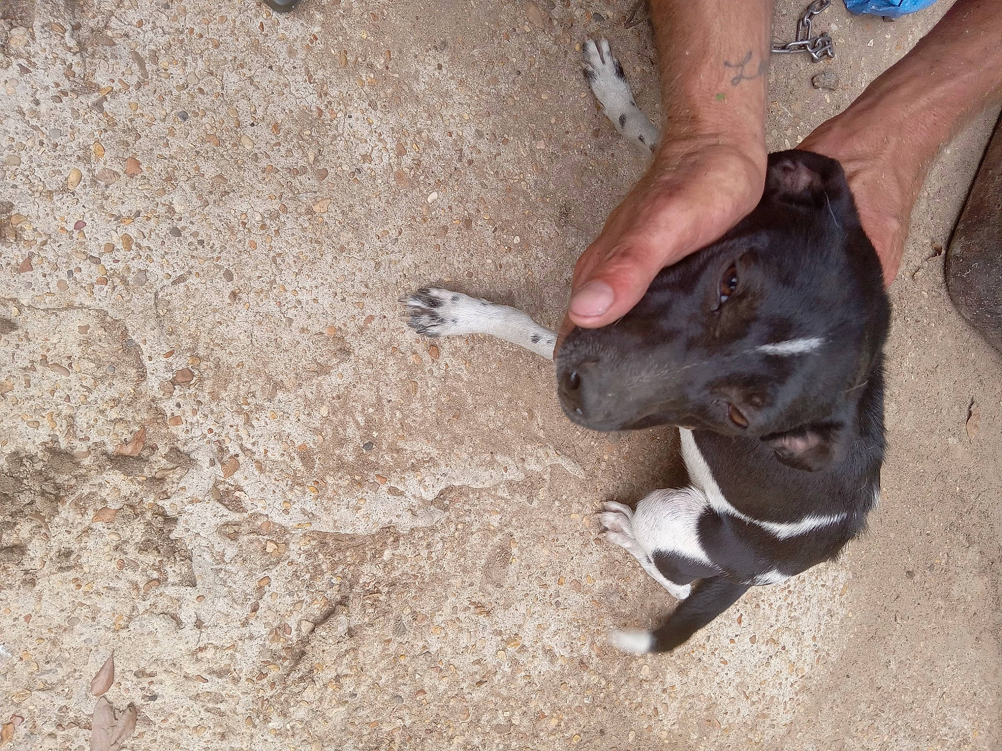 Sparkle joined the competition — help win amazing prizes! canidae, carnivore, collar, dog, dog_breed, fawn, foot, fur, gesture, hand, human_leg, livestock, nail, paw, snout, soil, sporting_group, tail, terrestrial_animal, working_animal