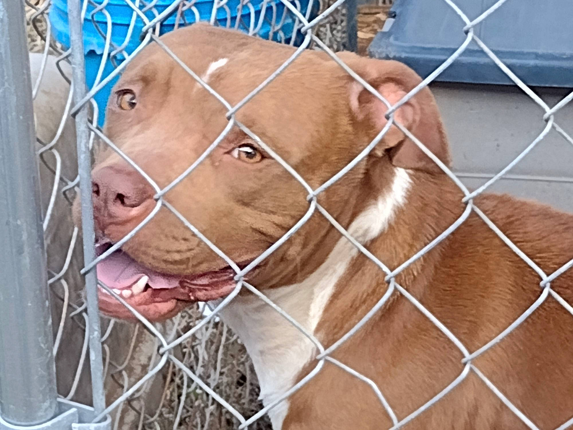 Shy is registered to the contest to win money with this photo: cage, chain_link_fencing, collar, dog_breed, ear, fawn, fence, fur, goat, liver, livestock, mammal, mesh, pet_supply, service, snout, terrestrial_animal, whiskers, wire_fencing, working_animal