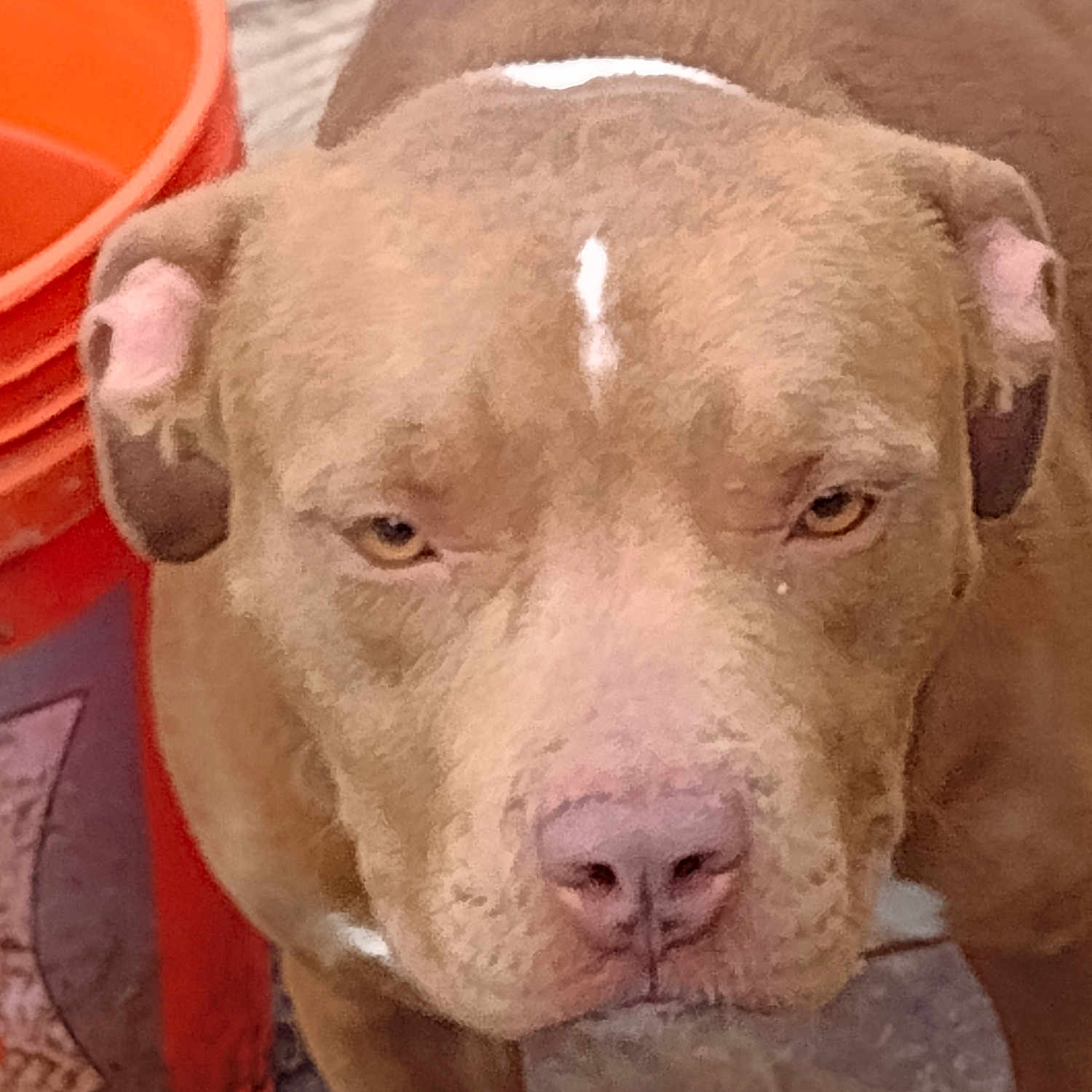 Shy joined the competition — help win amazing prizes! ancient_dog_breeds, canidae, carnivore, companion_dog, dog, dog_breed, fawn, fur, hunting_dog, liver, non_sporting_group, pit_bull, snout, sporting_group, terrestrial_animal, whiskers, working_animal