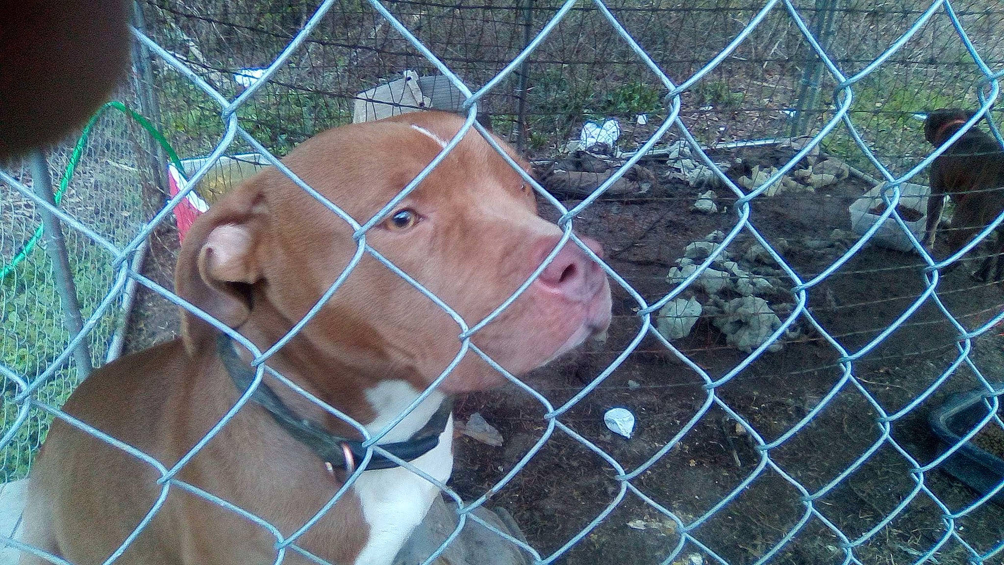 Shy is registered to the contest to win money with this photo: animal_shelter, cage, canidae, chain_link_fencing, dog_breed, domestic_pig, fawn, fence, home_fencing, mammal, mesh, net, pet_supply, service, snout, suidae, terrestrial_animal, vertebrate, wire_fencing, working_animal