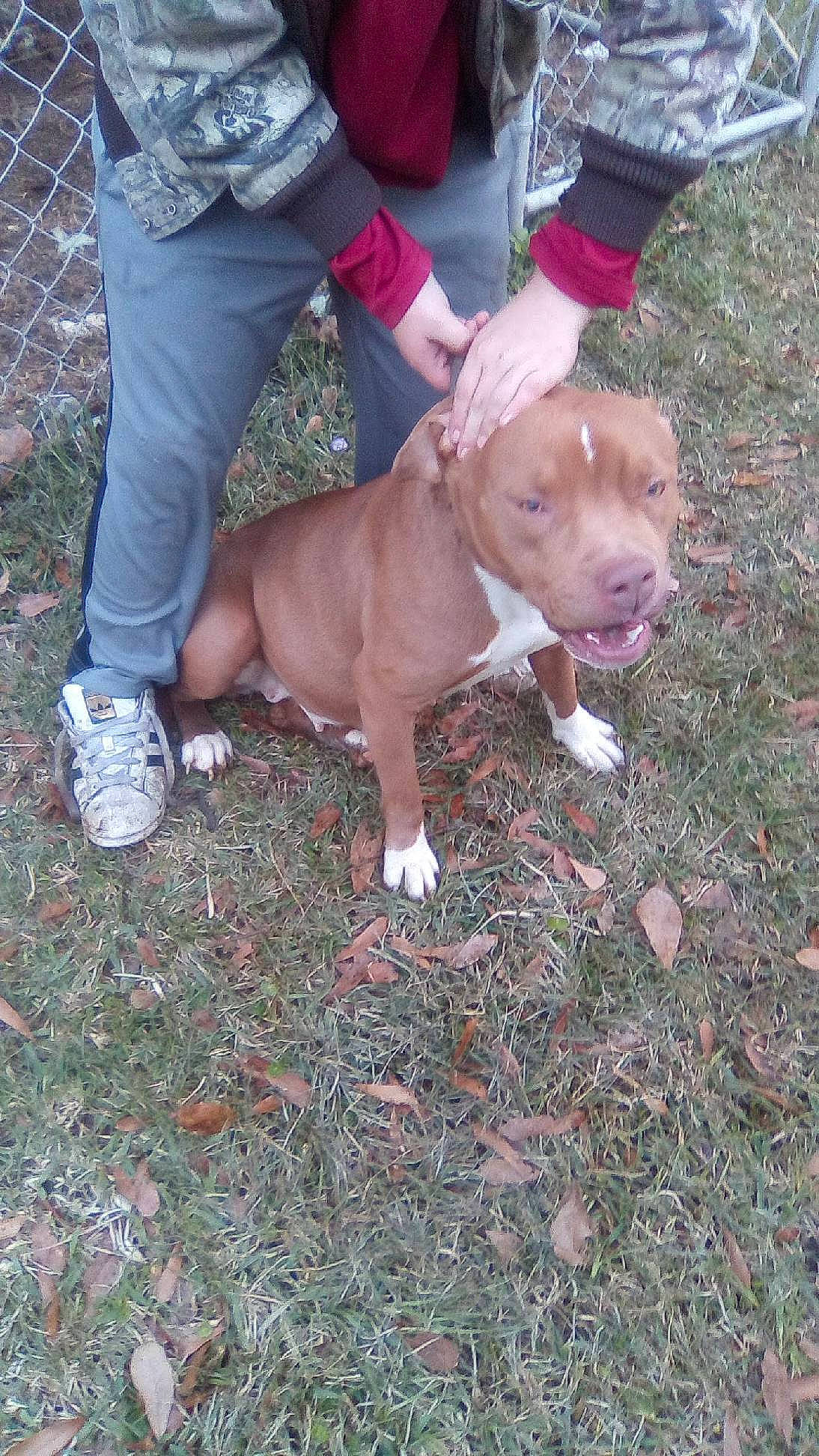 Shy is registered to the contest to win money with this photo: canidae, carnivore, companion_dog, dog, dog_breed, fawn, fur, grass, liver, shorts, sneakers, snout, soil, sporting_group, tail, terrestrial_animal, walking_shoe, watch, working_animal, wrinkle