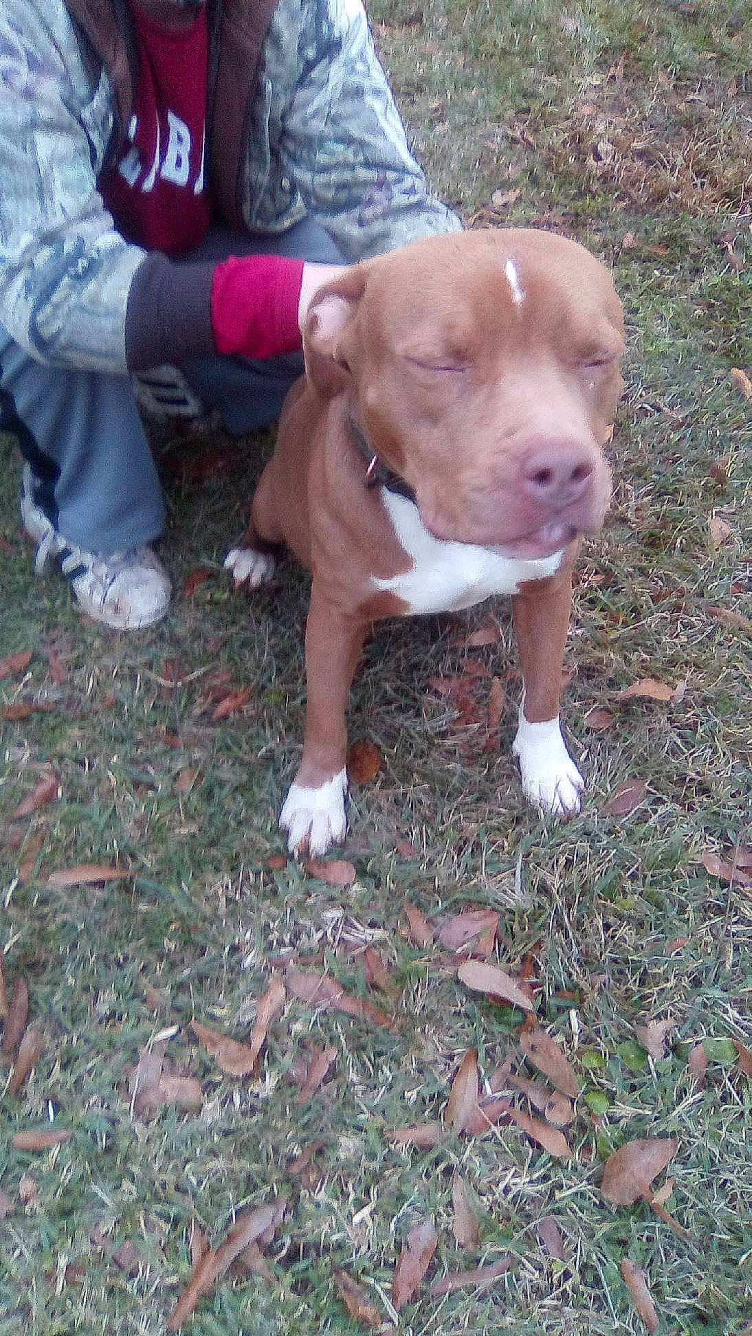 Shy is registered to the contest to win money with this photo: canidae, carnivore, companion_dog, dog, dog_breed, fawn, grass, hunting_dog, liver, non_sporting_group, snout, soil, sporting_group, tail, working_animal