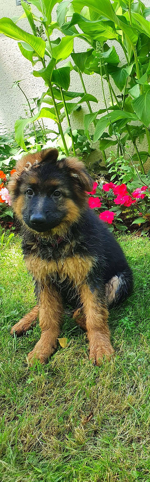 Syara participe au concours pour gagner de l'argent avec cette photo : annual_plant, art, canidae, carnivore, companion_dog, dog, dog_breed, fawn, flower, german_shepherd_dog, grass, groundcover, herding_dog, old_german_shepherd_dog, petal, plant, sporting_group, terrestrial_animal, working_animal, working_dog