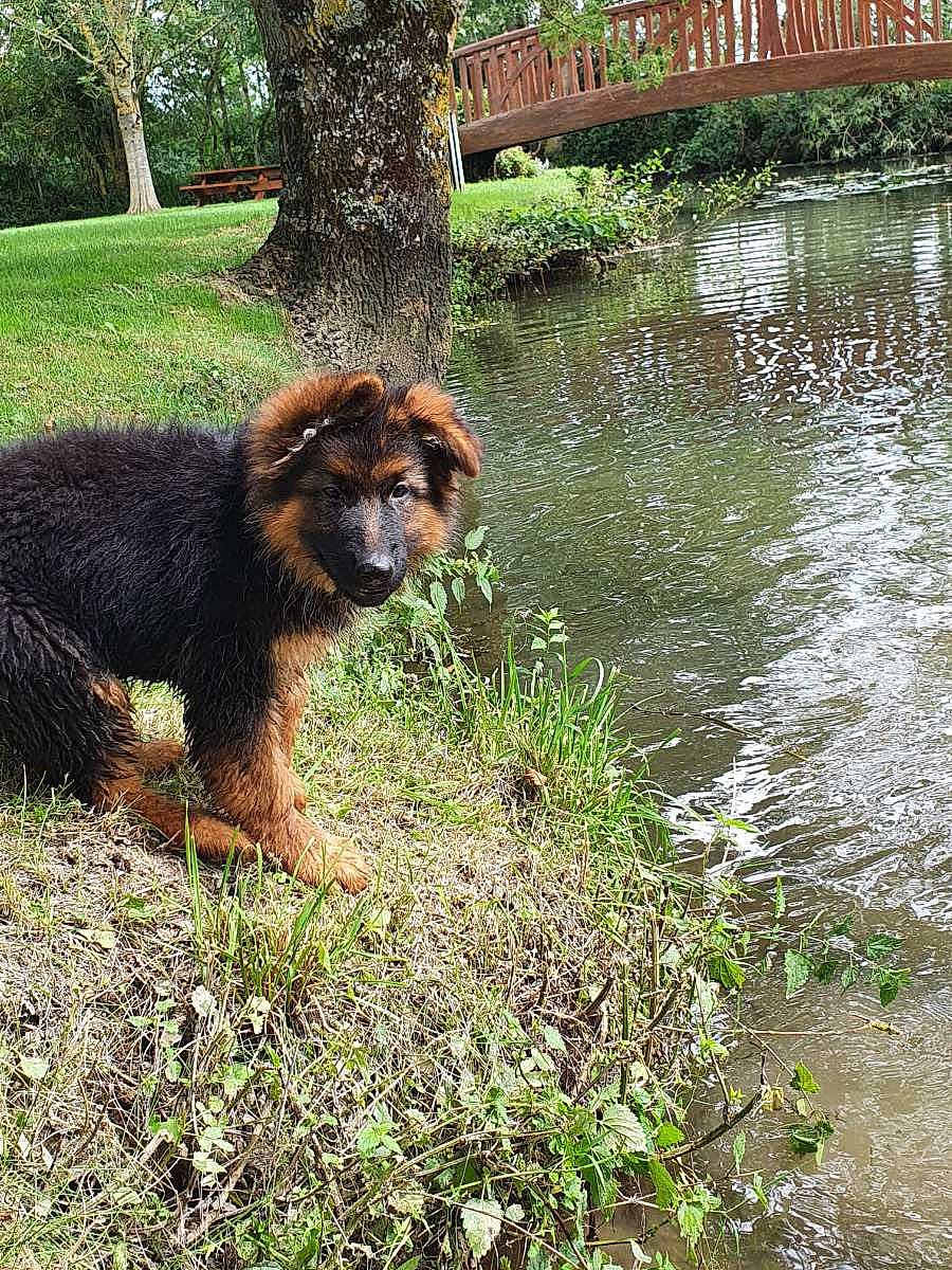 Syara participe au concours pour gagner de l'argent avec cette photo : canidae, carnivore, companion_dog, dog, dog_breed, fawn, gaddi_kutta, grass, groundcover, lake, liver, natural_landscape, plant, sporting_group, tail, terrestrial_animal, tree, trunk, water, working_animal