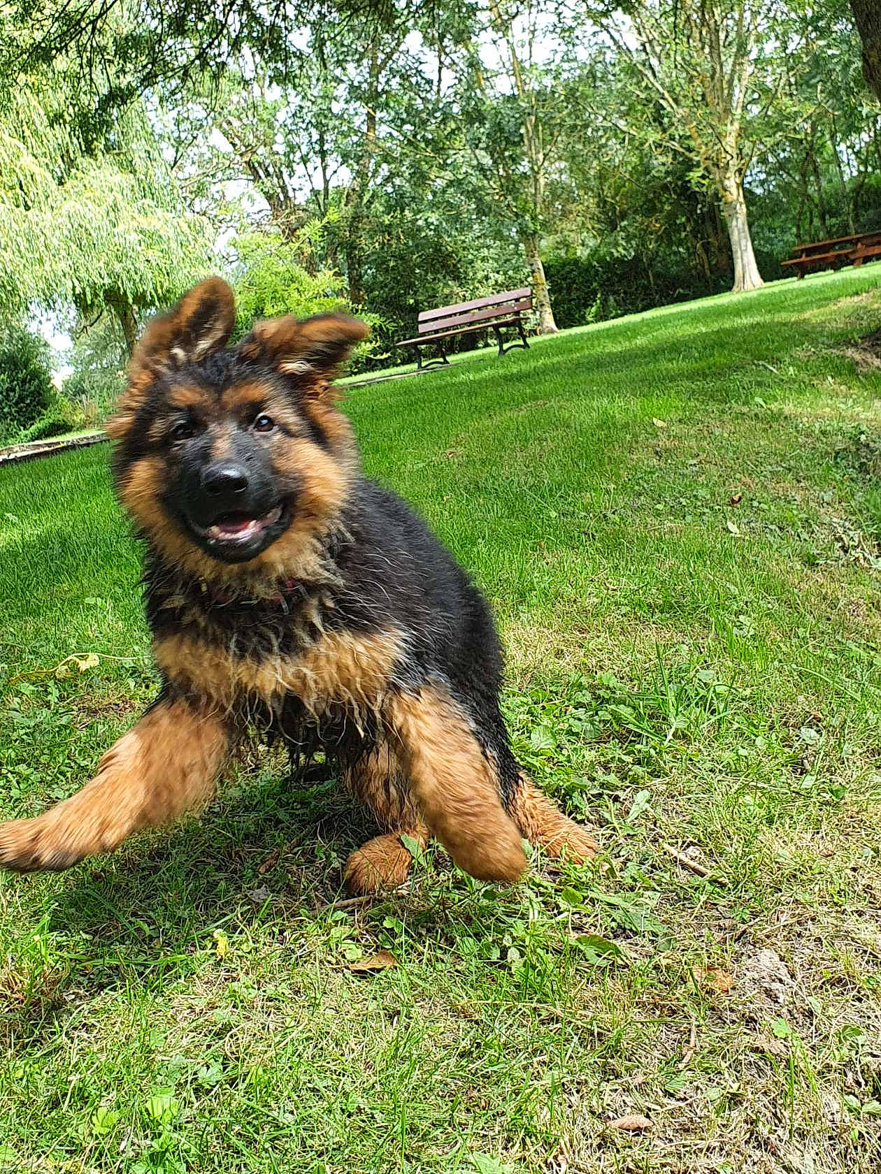 Syara a rejoint le concours — aidez-le/la à gagner de superbes lots ! art, bohemian_shepherd, canidae, carnivore, companion_dog, dog, dog_breed, german_shepherd_dog, grass, groundcover, guard_dog, herding_dog, king_shepherd, old_german_shepherd_dog, plant, sporting_group, tail, terrestrial_animal, tree, working_dog