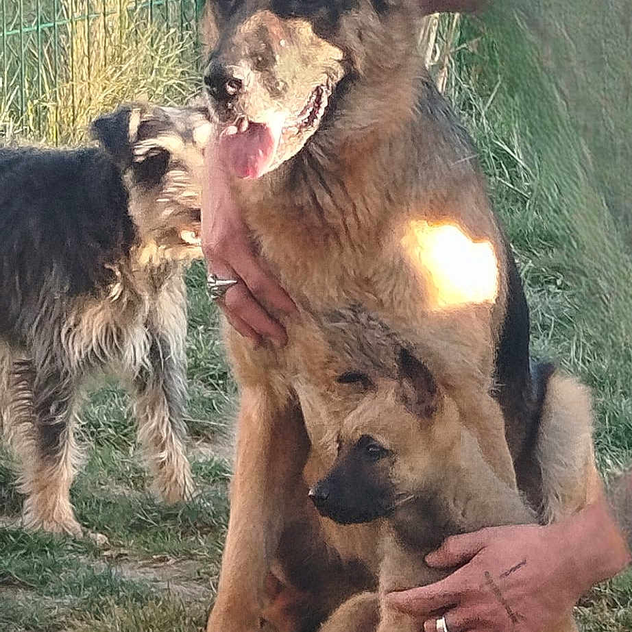 Sam Et Jacky participe au concours pour gagner de l'argent avec cette photo : animal, ball, canine, dog, face, germanshepherd, grass, head, nature, outdoors, person, pet, photography, pig, plant, portrait, puppy, sport, tennis, tennisball