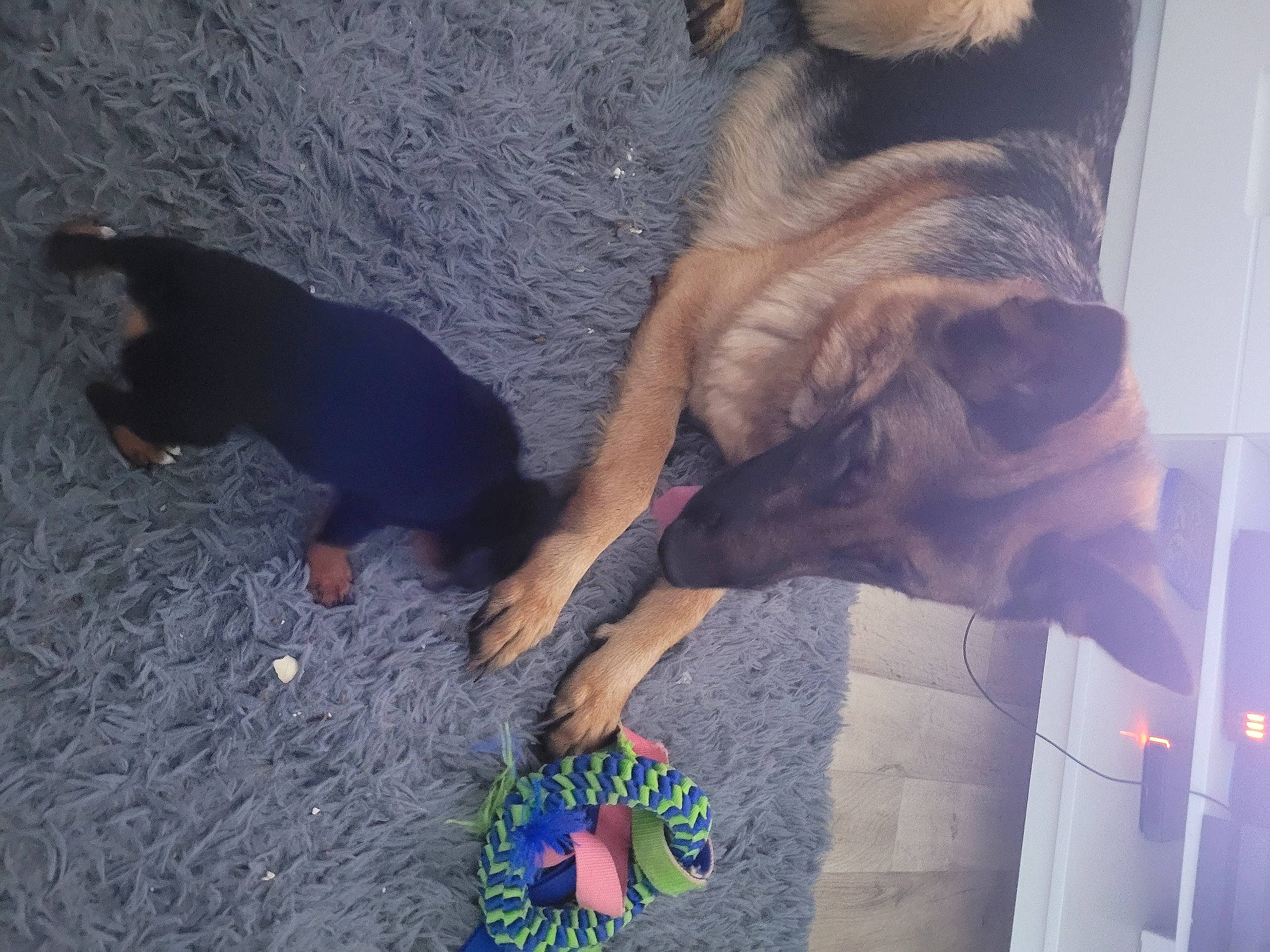 Sony participe au concours pour gagner de l'argent avec cette photo : barefoot, canidae, carnivore, companion_dog, dog, dog_breed, elbow, electric_blue, fawn, foot, fun, human_leg, leg, nail, shadow, sporting_group, tail, textile, thigh, wrist