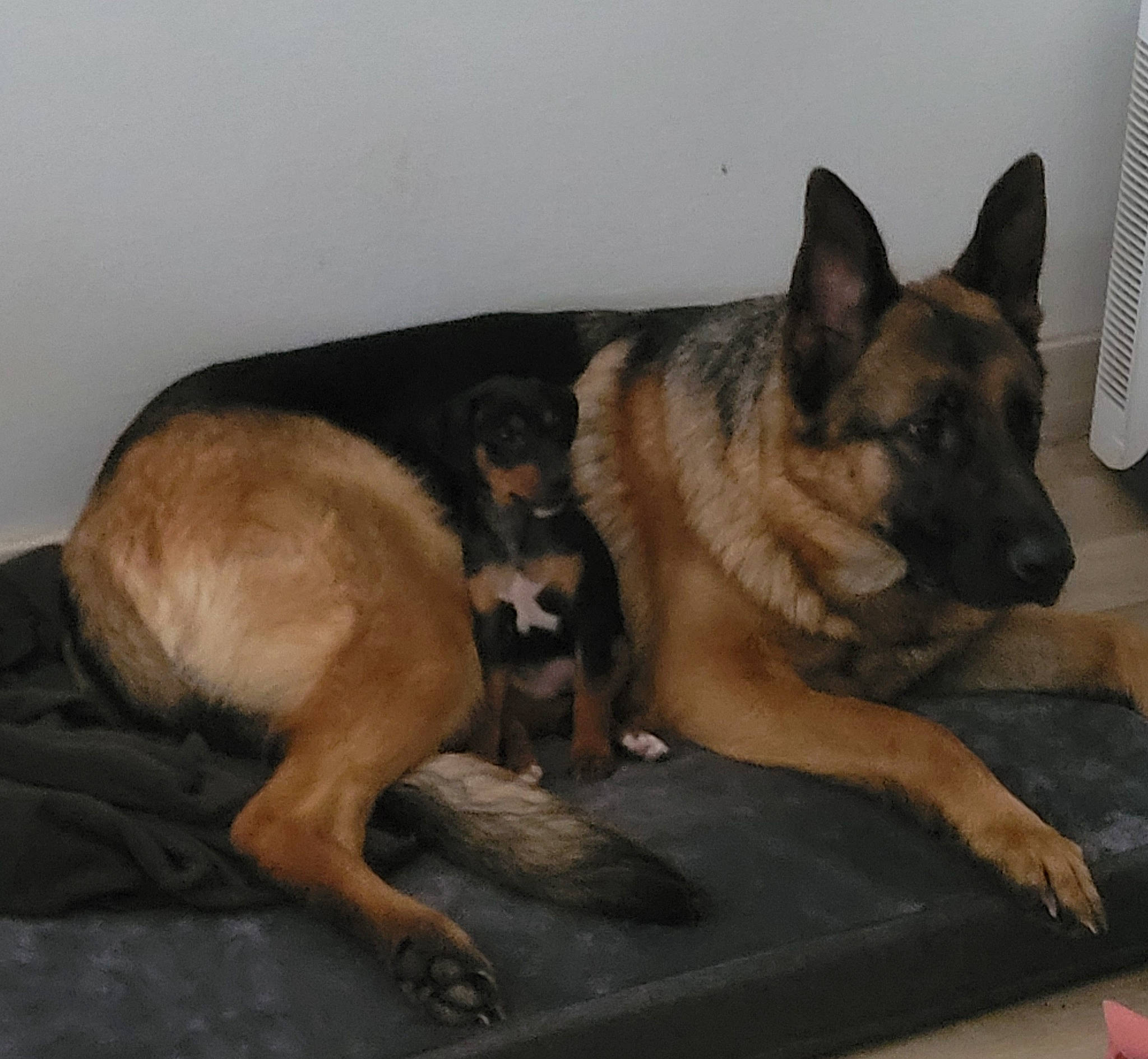 Sony participe au concours pour gagner de l'argent avec cette photo : canidae, carnivore, comfort, companion_dog, dog, dog_breed, east_european_shepherd, fawn, foot, fur, german_shepherd_dog, guard_dog, herding_dog, king_shepherd, mammal, old_german_shepherd_dog, paw, snout, sporting_group, vertebrate