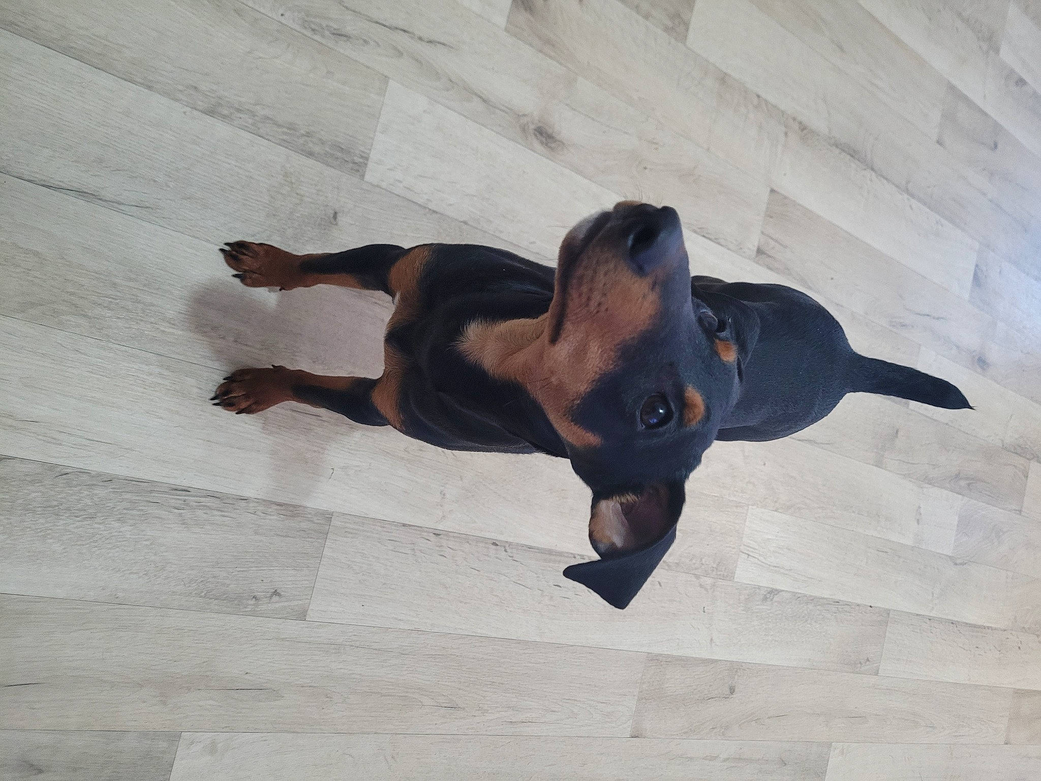 Sony participe au concours pour gagner de l'argent avec cette photo : canidae, carnivore, comfort, companion_dog, dog_breed, elbow, fawn, flooring, foot, gesture, guard_dog, hardwood, shadow, snout, sporting_group, terrestrial_animal, wing, wood, working_animal