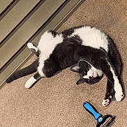 Elmo joined the competition — help win amazing prizes! cat, black_and_white, stretching, carpet, pet_brush, indoor, feline, relaxed, paw, fur, whiskers, animal, pet, home, floor, grooming_tool, playful, resting, cute, domestic