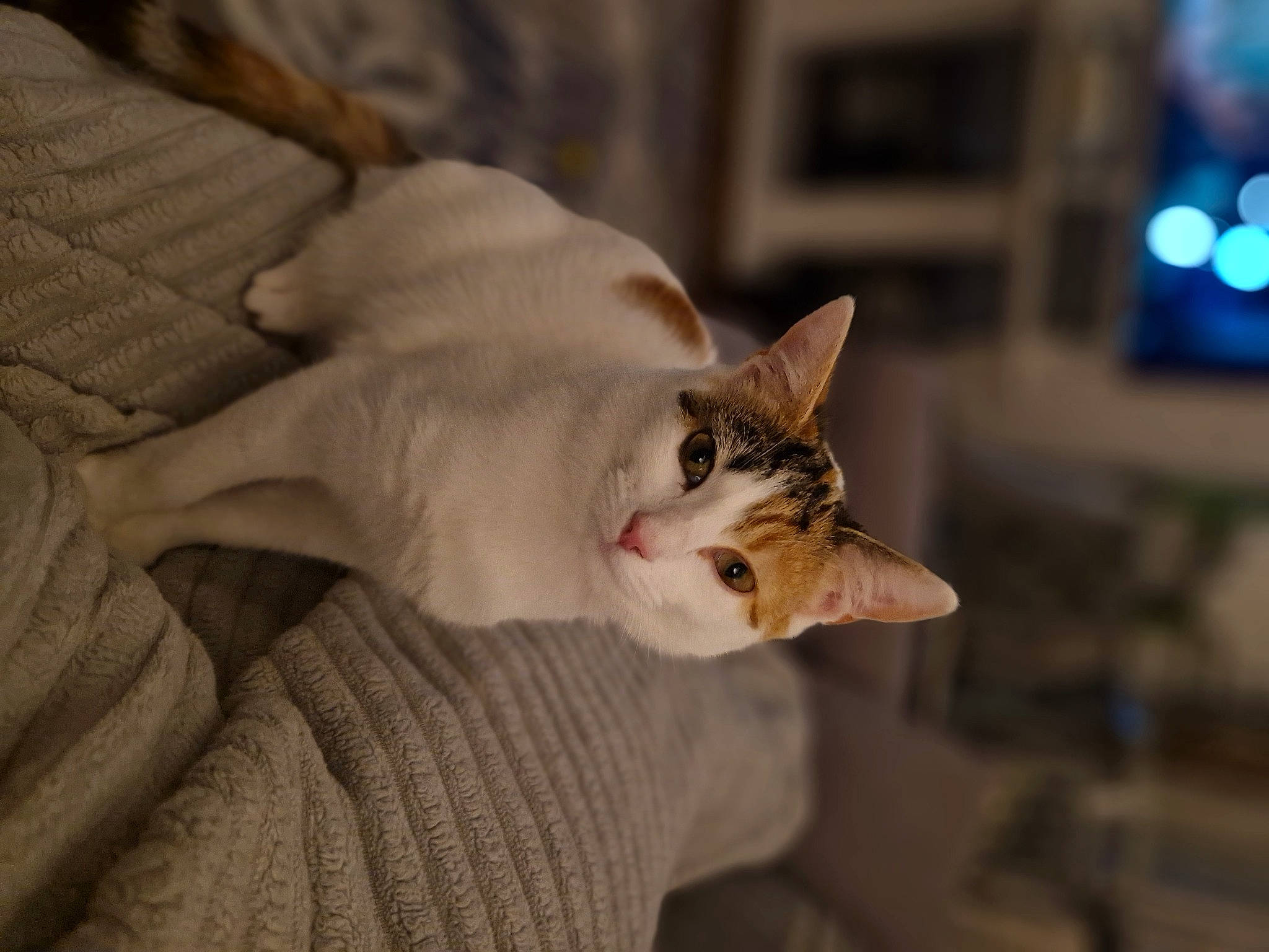 Cleo joined the competition — help win amazing prizes! carnivore, cat, comfort, domestic_short_haired_cat, ear, fawn, felidae, fur, paw, plant, small_to_medium_sized_cats, tree, whiskers, wood