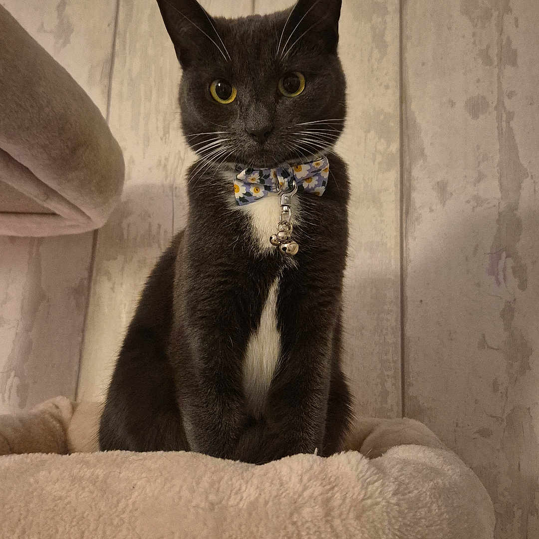 Missy is registered to the contest to win money with this photo: abyssinian, animal, architecture, armchair, blackcat, building, cat, chair, couch, cushion, furniture, homedecor, indoors, kitten, linen, livingroom, manx, pet, room