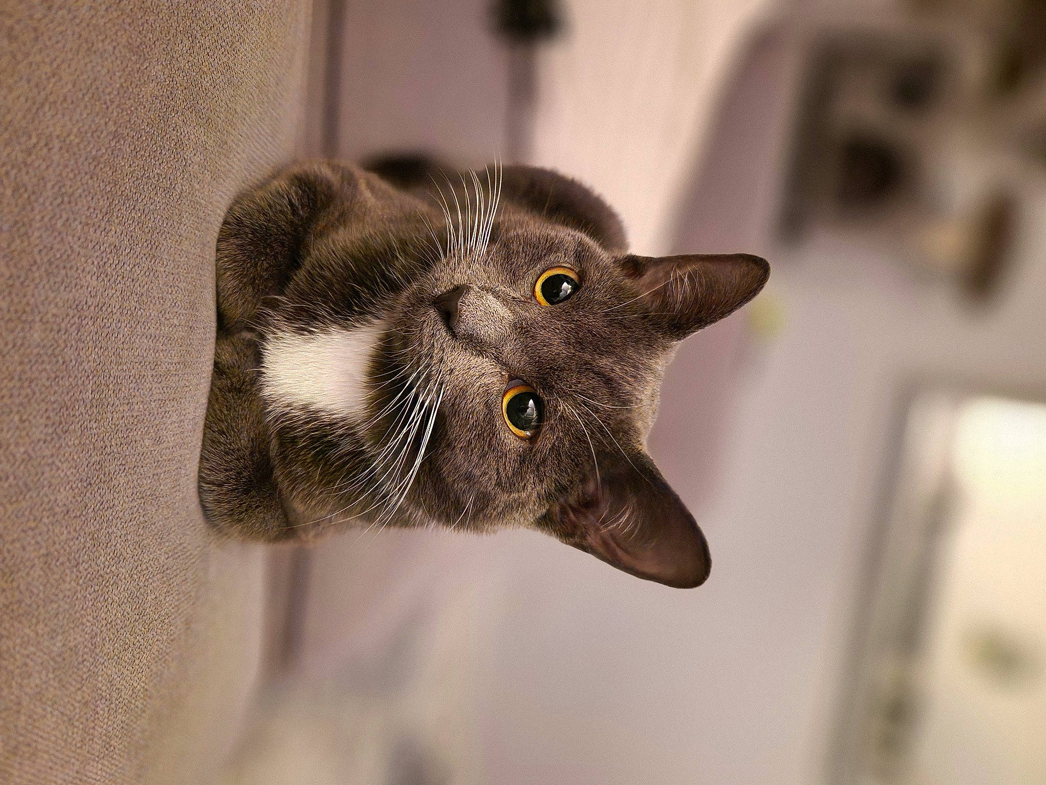 Missy is registered to the contest to win money with this photo: carnivore, cat, claw, domestic_short_haired_cat, ear, eyelash, fashion_accessory, felidae, fur, grey, monochrome, monochrome_photography, paw, small_to_medium_sized_cats, snout, whiskers