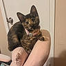 cat, kitten, tortoiseshell, pet, animal, sitting, collar, pink_chair, indoors, portrait, closeup, fur, whiskers, ears, eyes, curious, cute, furniture, home, photography