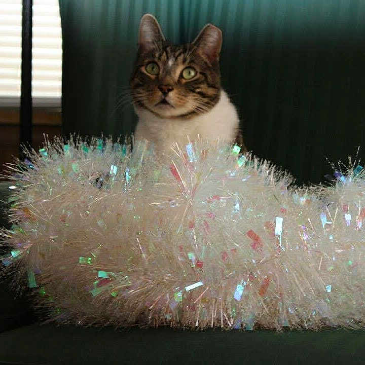 Leo'Son joined the competition — help win amazing prizes! animal, background, cat, chair, curious, decoration, ears, festive, fur, green, holiday, indoor, pet, sitting, soft_light, sparkly, tabby_cat, tinsel, whiskers, window