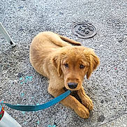 Ranger joined the competition — help win amazing prizes! animal, brown_fur, canine, collar, concrete, curious, dog, floor, gas_cover, golden_retriever, leash, looking_up, outdoor, pet, puppy, resting, sidewalk, sitting, texture, young_dog