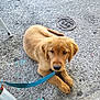 animal, brown_fur, canine, collar, concrete, curious, dog, floor, gas_cover, golden_retriever, leash, looking_up, outdoor, pet, puppy, resting, sidewalk, sitting, texture, young_dog