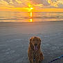 Ranger is registered to the contest to win money with this photo: animal, beach, calm, clouds, dog, golden_retriever, happy, leash, nature, ocean, outdoor, panting, pet, reflection, sand, scenic, sky, sun, sunset, water