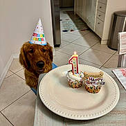 Ranger joined the competition — help win amazing prizes! dog, golden_retriever, birthday_hat, cupcake, birthday_candle, birthday, kitchen, table, plate, tile_floor, dog_biscuit, celebration, pet, indoor, food, party, colorful, happy, festive, waiting