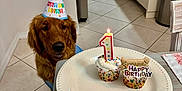 Ranger joined the competition — help win amazing prizes! birthday, birthday_candle, birthday_hat, celebration, colorful, cupcake, dog, dog_biscuit, festive, food, golden_retriever, happy, indoor, kitchen, party, pet, plate, table, tile_floor, waiting