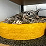 Meiko a rejoint le concours — aidez-le/la à gagner de superbes lots ! animal, cat, close_up, cozy, curious, feline, floor, green, indoor, pet_bed, playful, relaxed, resting, rug, tabby, toy, whiskers, wooden_floor, woven, yellow