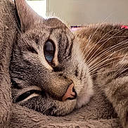 Meiko participe au concours pour gagner de l'argent avec cette photo : animal, blanket, cat, close_up, cozy, cute, eye, face, fur, indoor, mammal, nose, pet, relaxation, resting, sleeping, soft, tabby, texture, whiskers