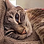 animal, blanket, cat, close_up, cozy, cute, eye, face, fur, indoor, mammal, nose, pet, relaxation, resting, sleeping, soft, tabby, texture, whiskers
