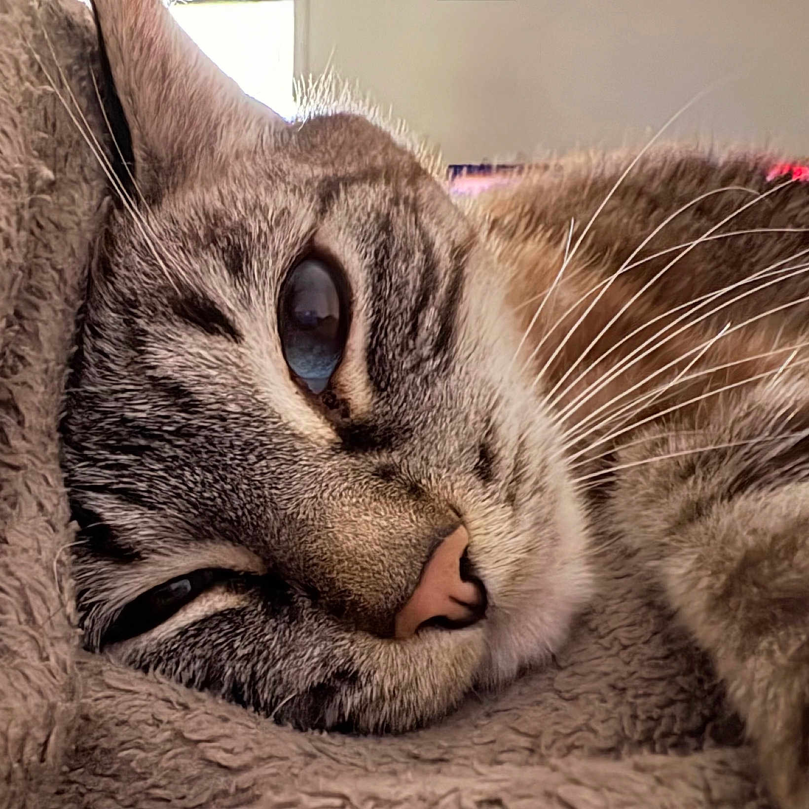 Meiko participe au concours pour gagner de l'argent avec cette photo : animal, blanket, cat, close_up, cozy, cute, eye, face, fur, indoor, mammal, nose, pet, relaxation, resting, sleeping, soft, tabby, texture, whiskers