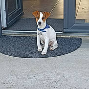 Vasco a rejoint le concours — aidez-le/la à gagner de superbes lots ! dog, puppy, jack_russell_terrier, blue_collar, doormat, doorway, sliding_glass_door, tile_floor, indoor, outdoor, pet, animal, small_dog, curious, sitting, home, entrance, concrete, daylight, domestic