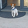 dog, puppy, jack_russell_terrier, blue_collar, doormat, doorway, sliding_glass_door, tile_floor, indoor, outdoor, pet, animal, small_dog, curious, sitting, home, entrance, concrete, daylight, domestic