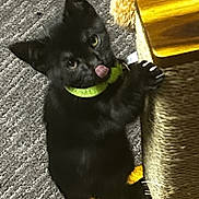 Luna joined the competition — help win amazing prizes! black_cat, kitten, scratching_post, carpet, plush_toy, yellow_toy, green_collar, wooden_floor, playful, pet, indoor, animal, cute, feline, paw, climbing, tongue_out, young_cat, domestic_cat, flooring