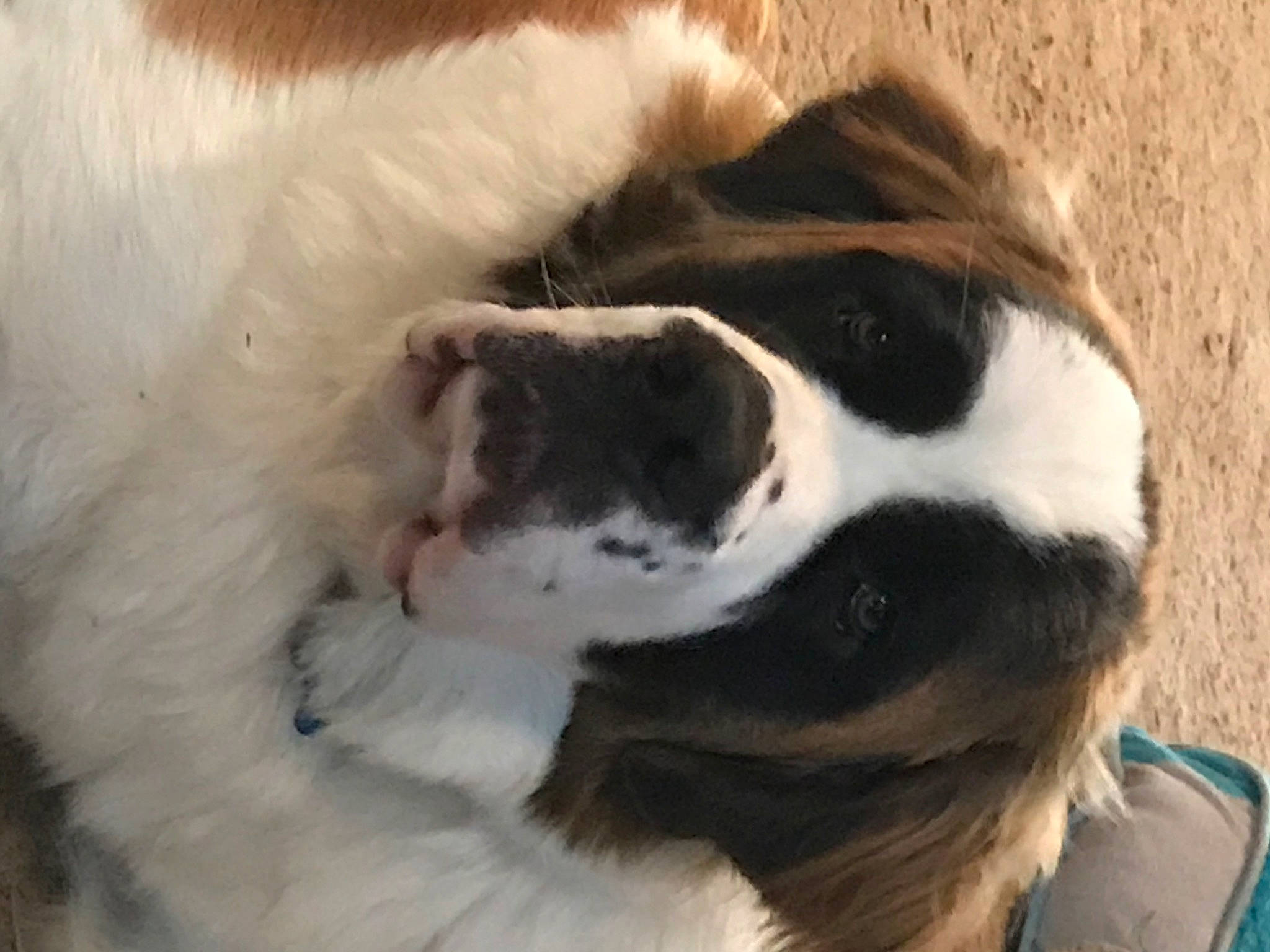 Sammy is registered to the contest to win money with this photo: canidae, carnivore, companion_dog, dog, dog_breed, ear, english_springer_spaniel, fur, landseer, mammal, nose, phalene, puppy_love, snout, sporting_group, st_bernard