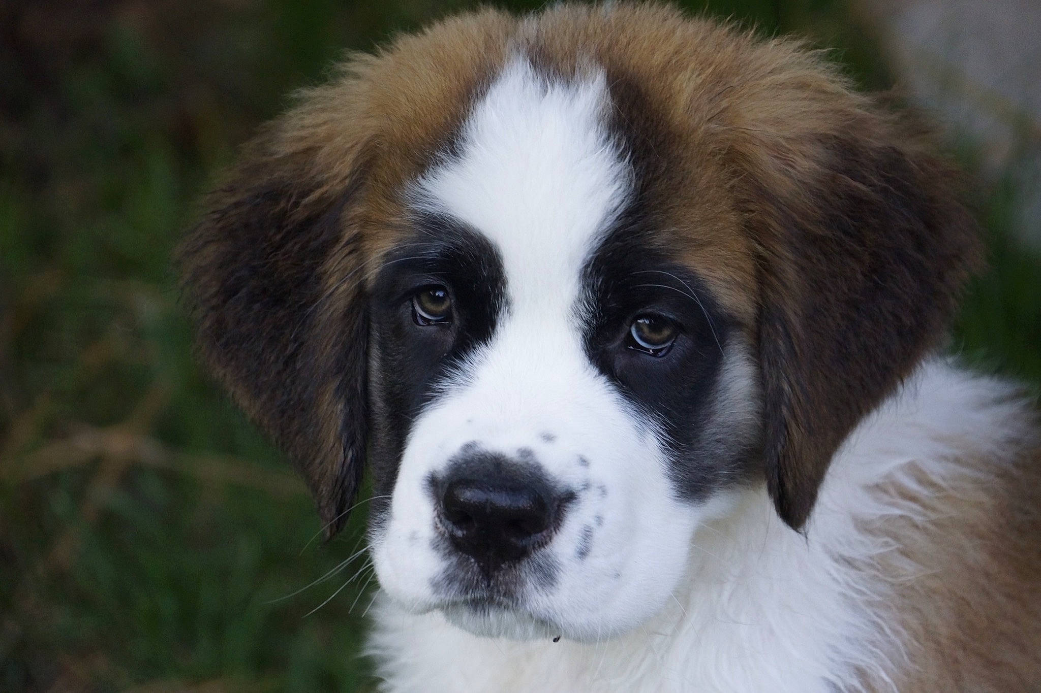 Sammy is registered to the contest to win money with this photo: bucovina_shepherd_dog, canidae, carnivore, companion_dog, dog, dog_breed, drentse_patrijshond, giant_dog_breed, karakachan_dog, mammal, moscow_watchdog, mucuchies, nose, pyrenean_mastiff, rafeiro_do_alentejo, snout, sporting_group, st_bernard, tornjak, vertebrate