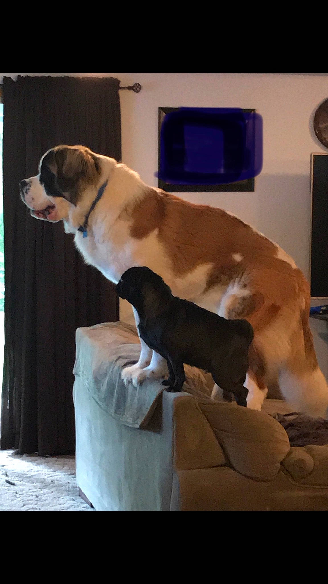 Sammy joined the competition — help win amazing prizes! american_bulldog, australian_bulldog, bulldog, canidae, carnivore, dog, dog_breed, fawn, mammal, non_sporting_group, old_english_bulldog, olde_english_bulldogge, sporting_group, vertebrate