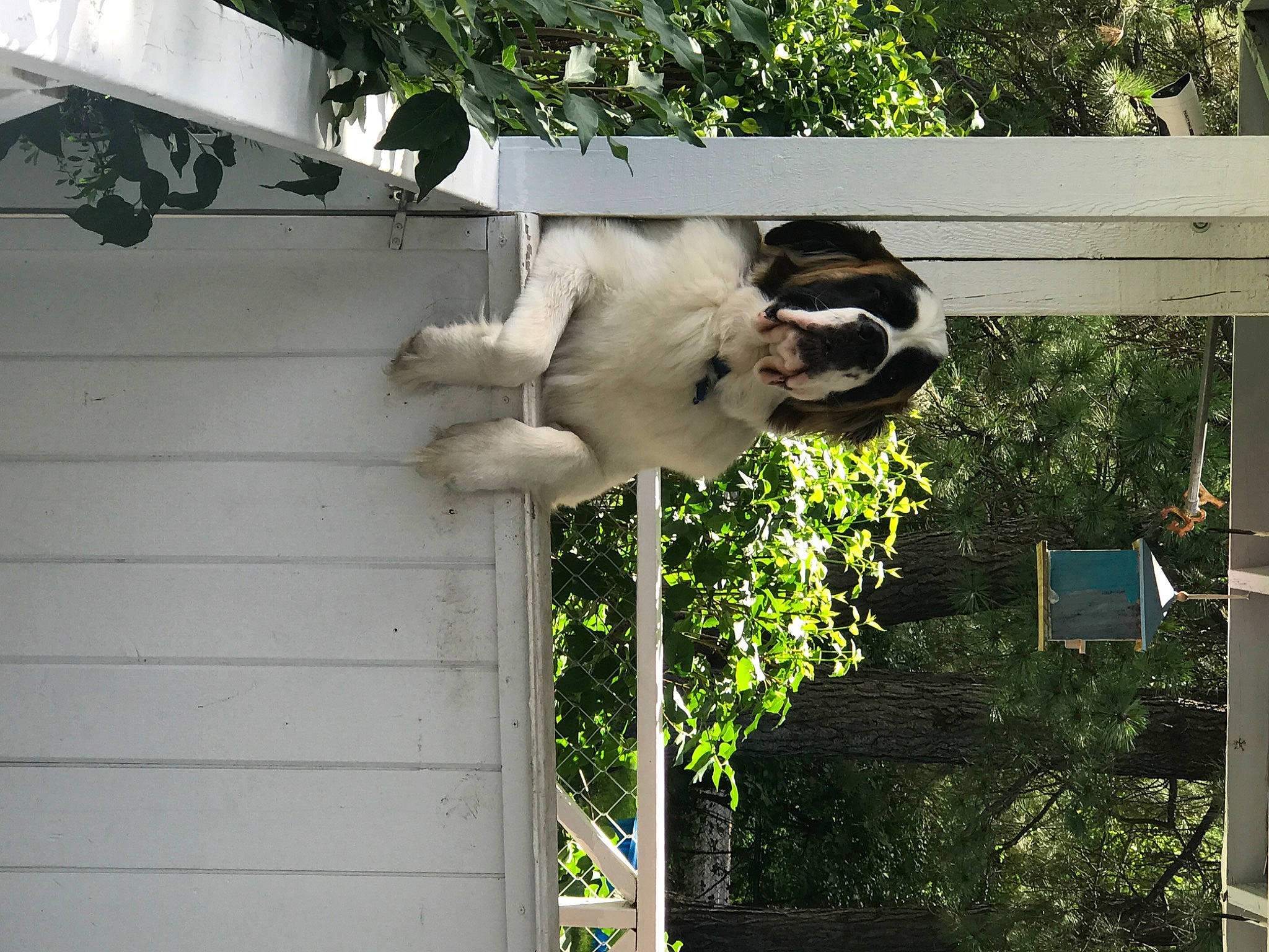 Sammy joined the competition — help win amazing prizes! canidae, carnivore, plant, pointer, sporting_group, tree