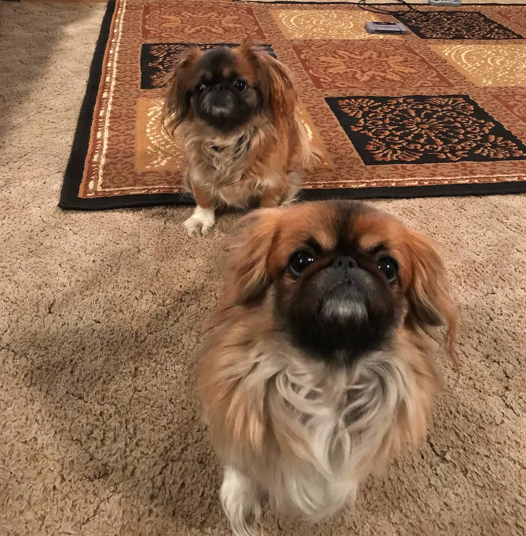 Teiko Lily is registered to the contest to win money with this photo: ancient_dog_breeds, canidae, carnivore, chinese_imperial_dog, companion_dog, dog, dog_breed, fawn, japanese_chin, mammal, pekingese, snout, sporting_group, tibetan_spaniel, toy_dog, vertebrate