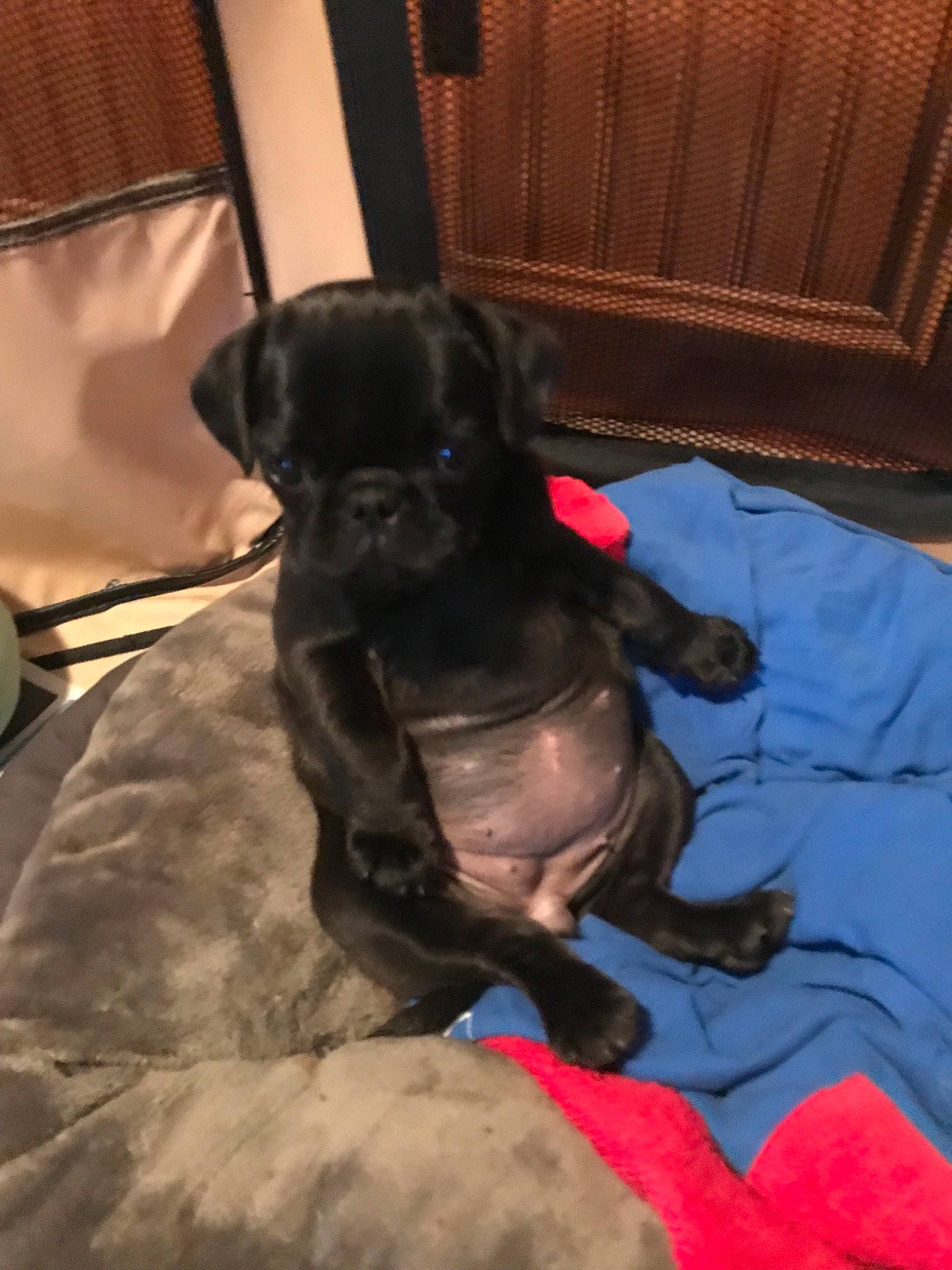 Lucy is registered to the contest to win money with this photo: canidae, carnivore, companion_dog, dog, dog_breed, fawn, french_bulldog, guard_dog, mammal, non_sporting_group, patterdale_terrier, puppy, snout, sporting_group