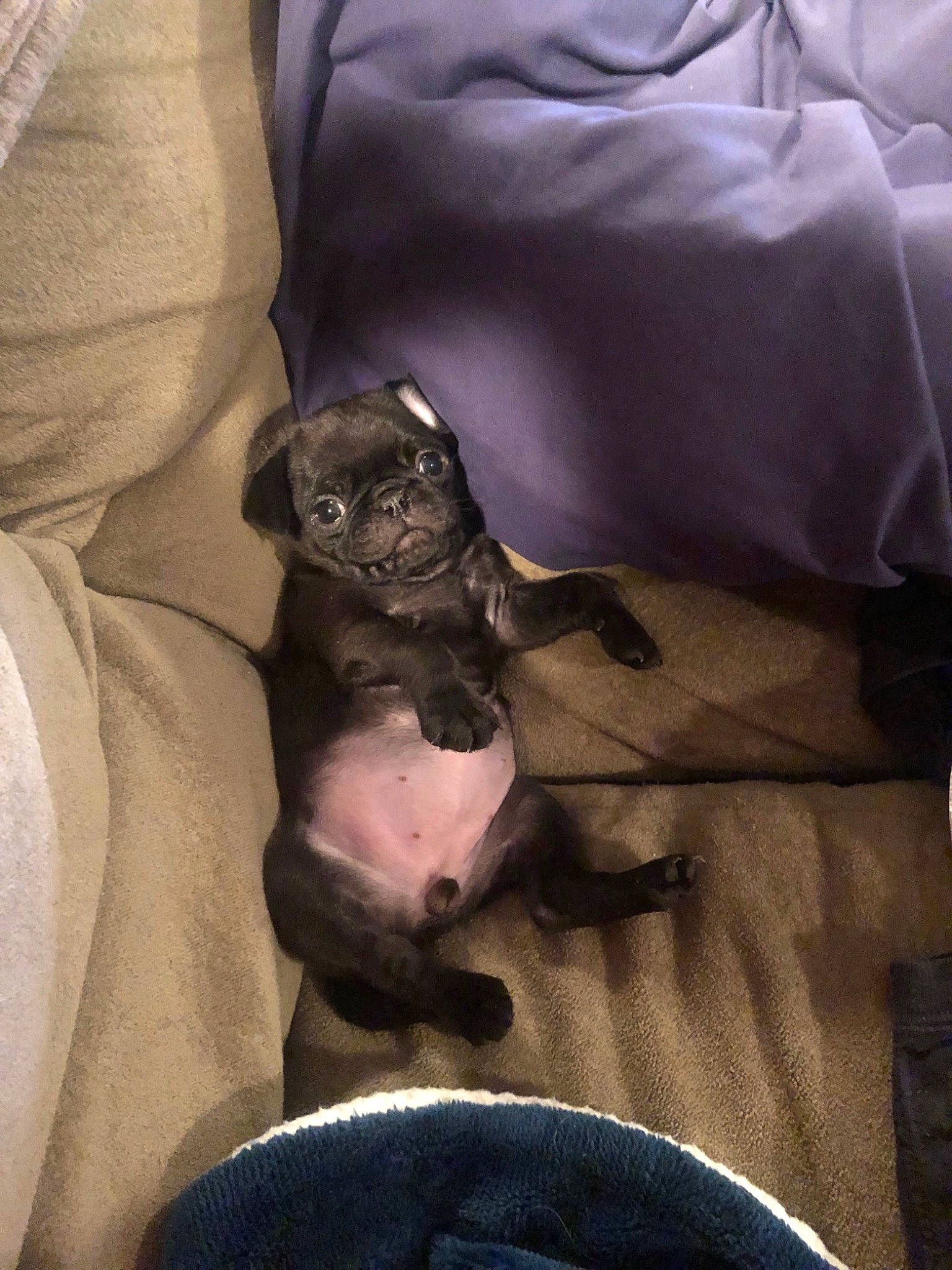 Lucy is registered to the contest to win money with this photo: canidae, carnivore, dog, dog_breed, fawn, non_sporting_group, puppy