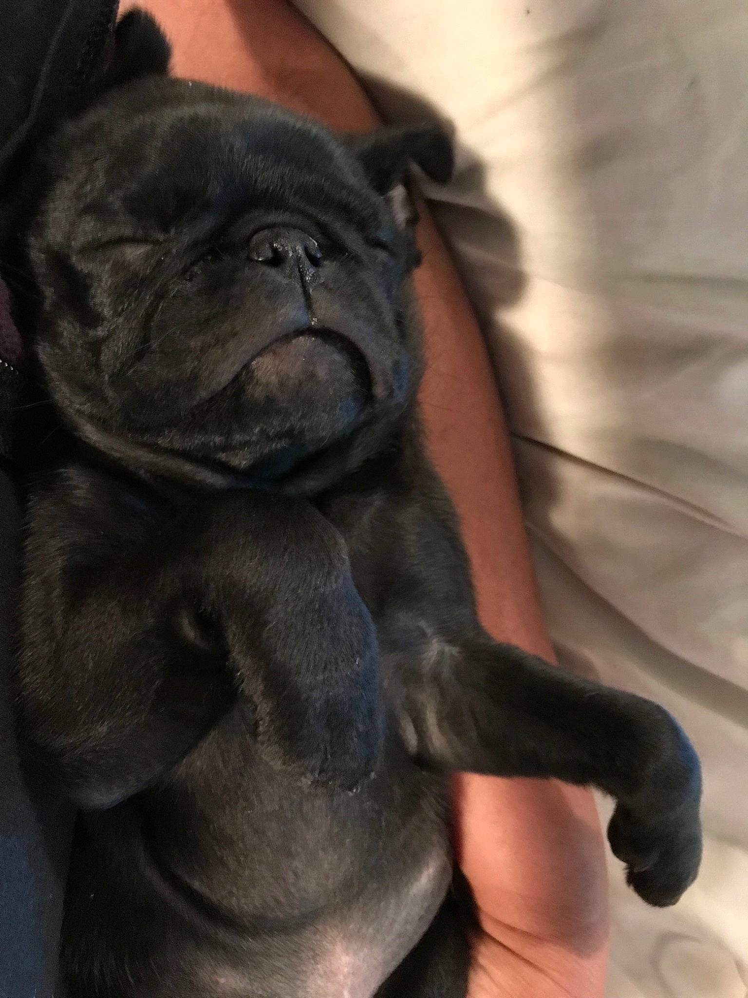 Lucy is registered to the contest to win money with this photo: canidae, carnivore, companion_dog, dog, dog_breed, fawn, french_bulldog, mammal, non_sporting_group, puppy, shar_pei, skin, snout, sporting_group, wrinkle