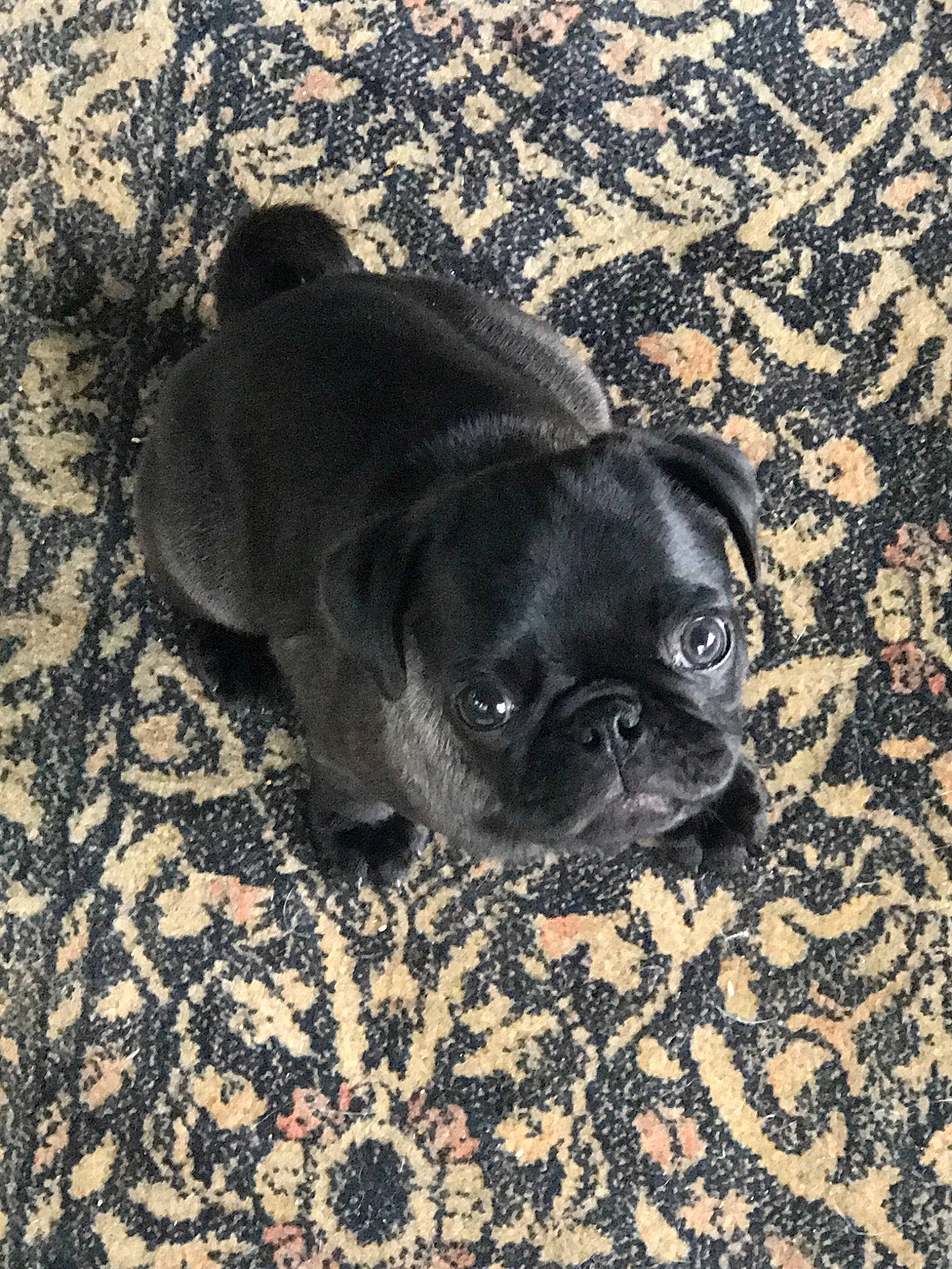 Lucy joined the competition — help win amazing prizes! bulldog, canidae, carnivore, companion_dog, dog, dog_breed, fawn, french_bulldog, mammal, non_sporting_group, pug, puggle, puppy, skin, snout, toy_bulldog, toy_dog, vertebrate