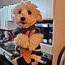 dog, white_dog, sweater, pet, cute, kitchen, hand, appliance, microwave, oven, countertop, cabinet, indoor, fur, small_dog, animal, portrait, cozy, holding, tongue
